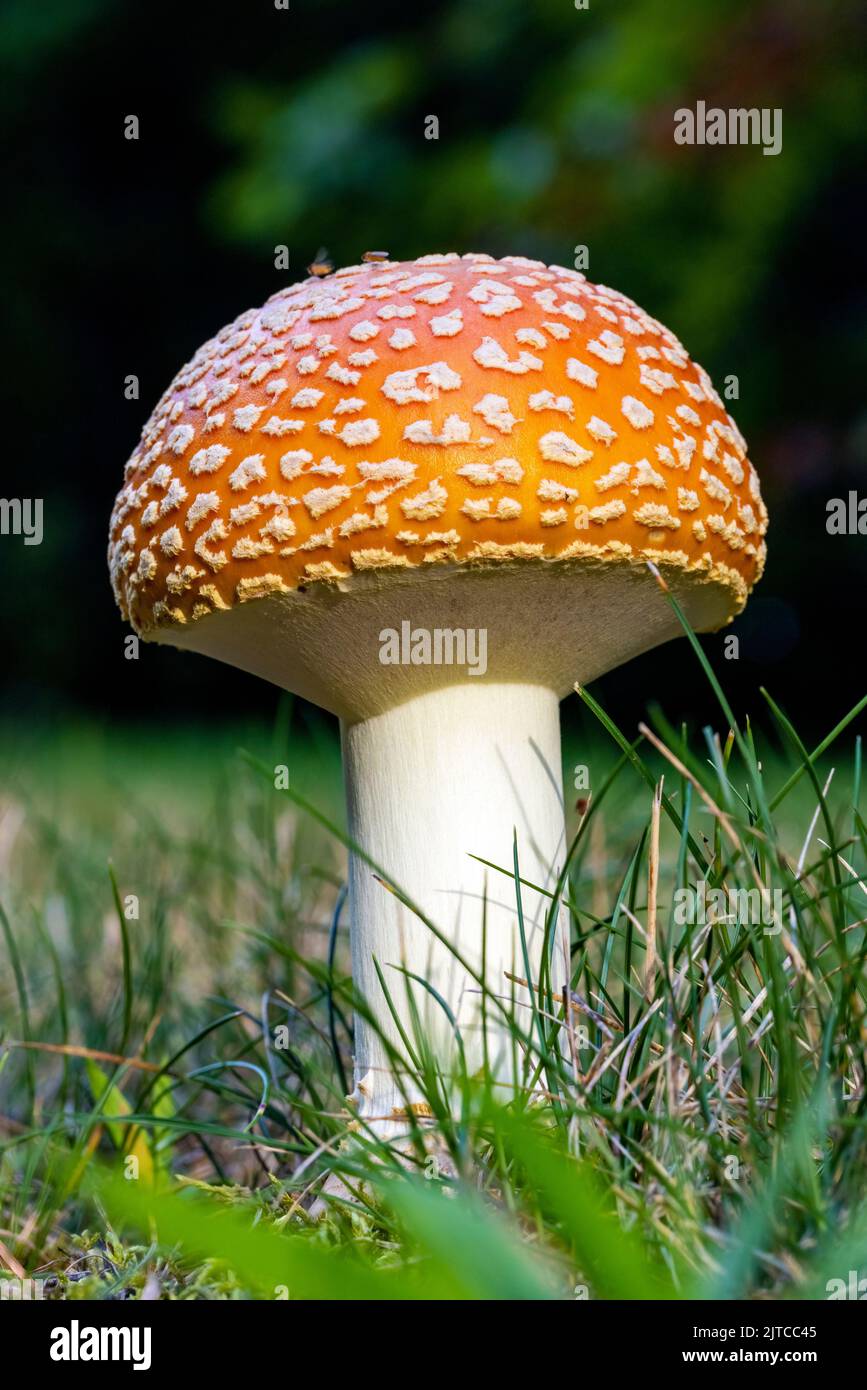 Amanita muscaria, commonly known as the fly agaric or fly amanita - near Pisgah National Forest, Brevard, North Carolina, USA Stock Photo