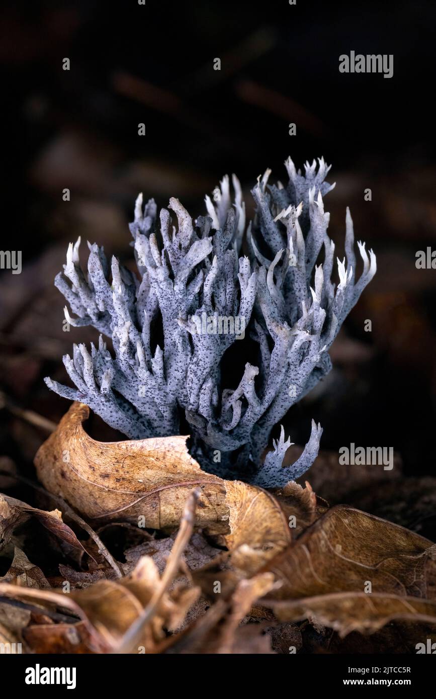 Coral Mushroom (Clavulina cristata) perhaps parasitized by Helminthosphaeria clavariarum giving the gray color - near Pisgah National Forest, Brevard, Stock Photo