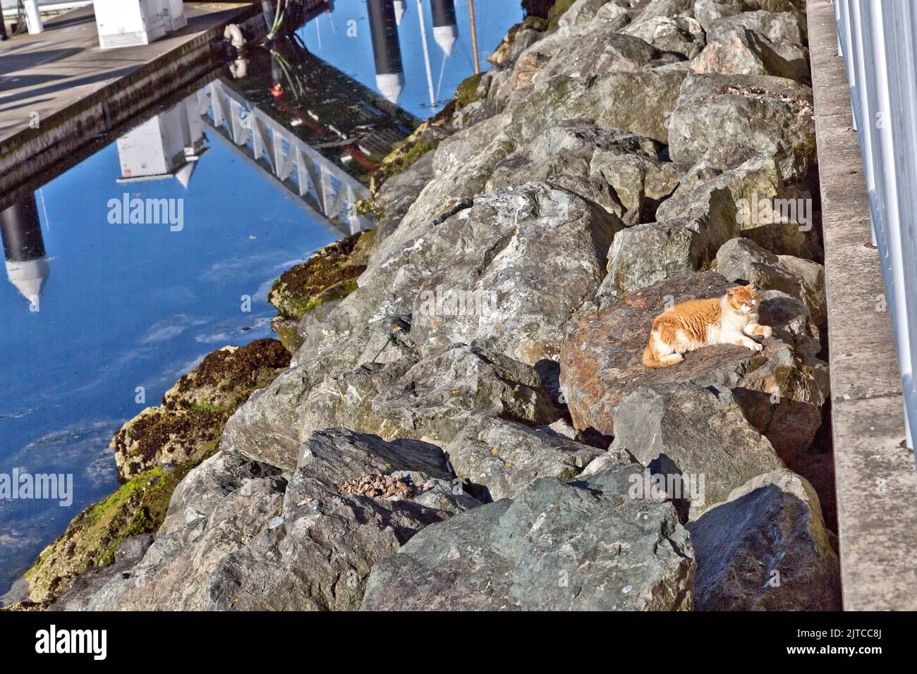 Homeless, abandoned, neglected  cat  'Felis catus'  (house cat), resting among reinforcement rocks, after feeding,  fishing boat docks/harbor. Stock Photo