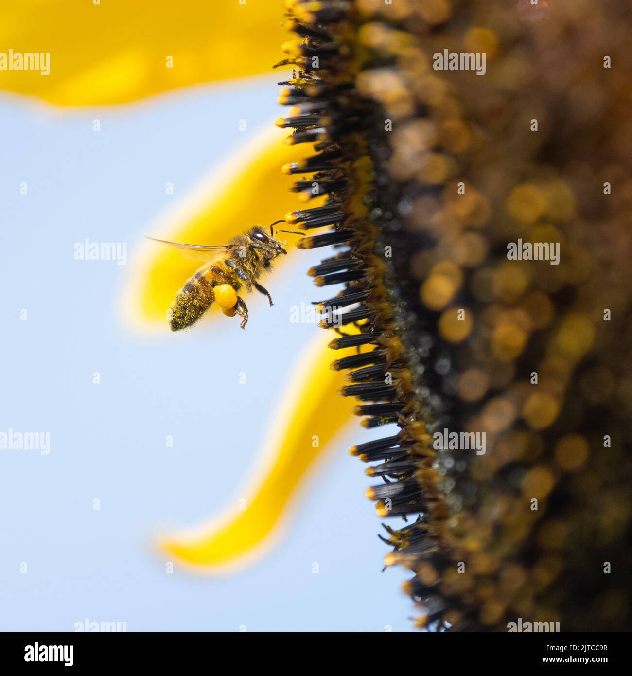 Honey bee collecting pollen from giant sunflower uk Stock Photo Alamy