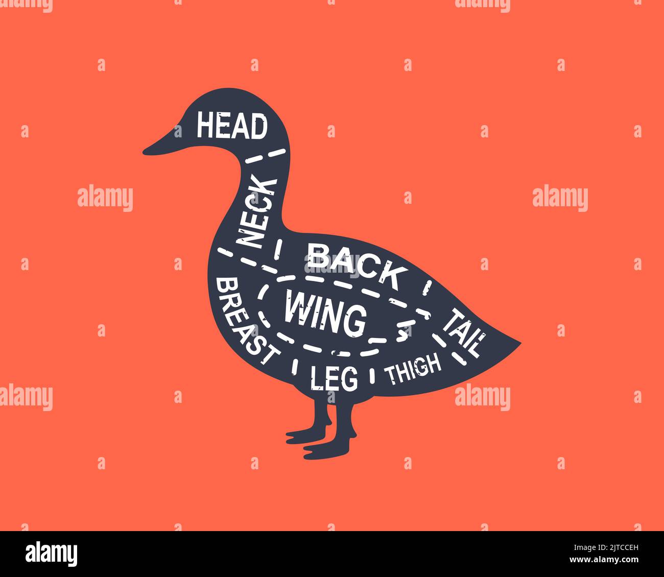 Duck diagram cuts. Butcher scheme poster. Cuts of duck meat. Meat