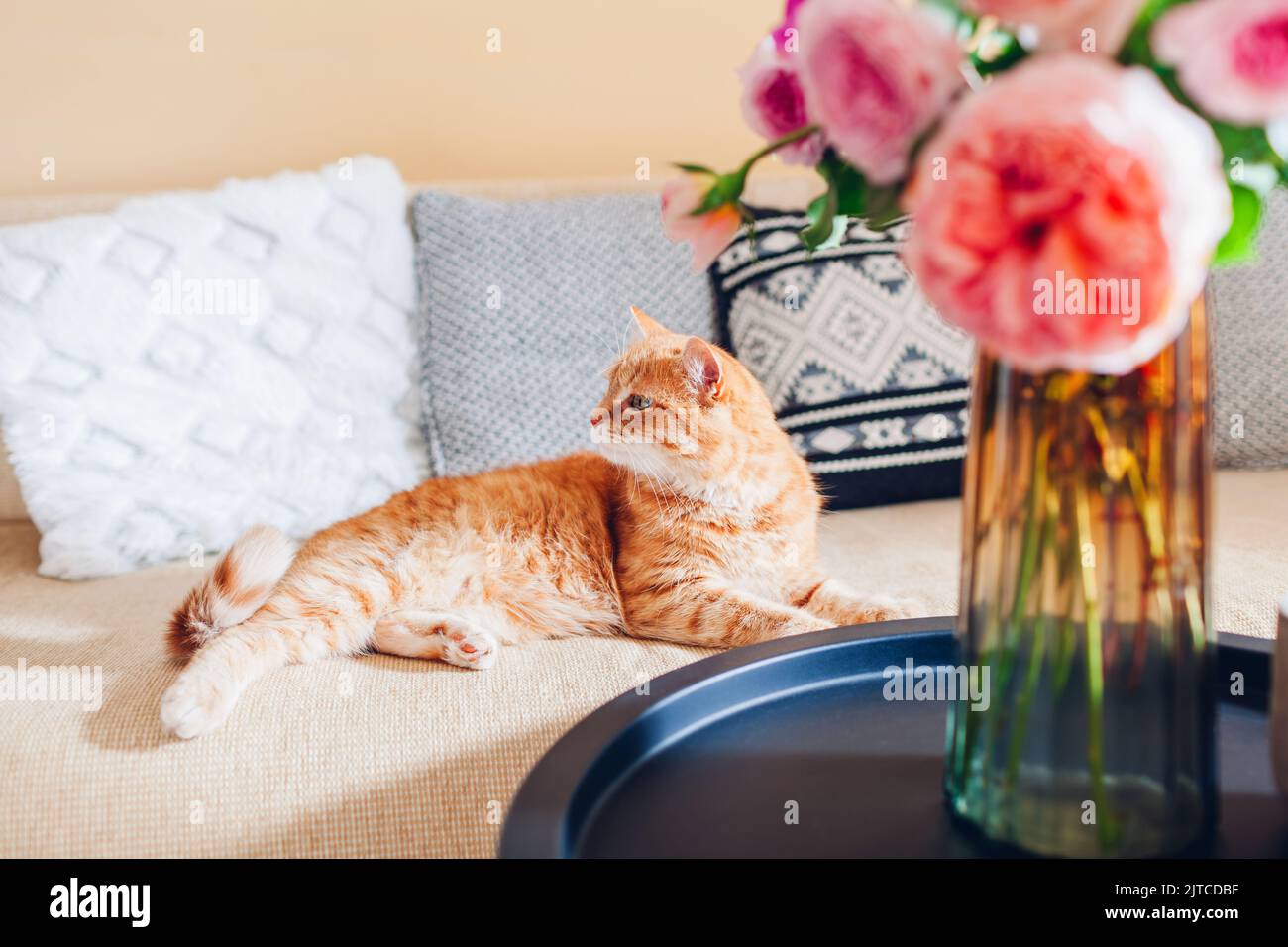 Ginger cat lying on couch in living room by bouquet of fresh roses flowers. Pet feels comfortable and cozy Stock Photo
