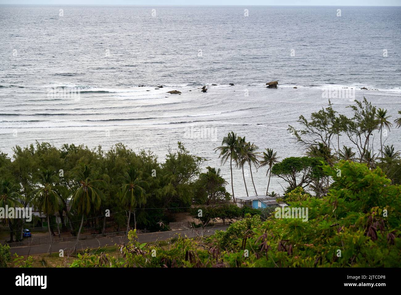 A beautiful view of Palm trees with a sea background Stock Photo - Alamy