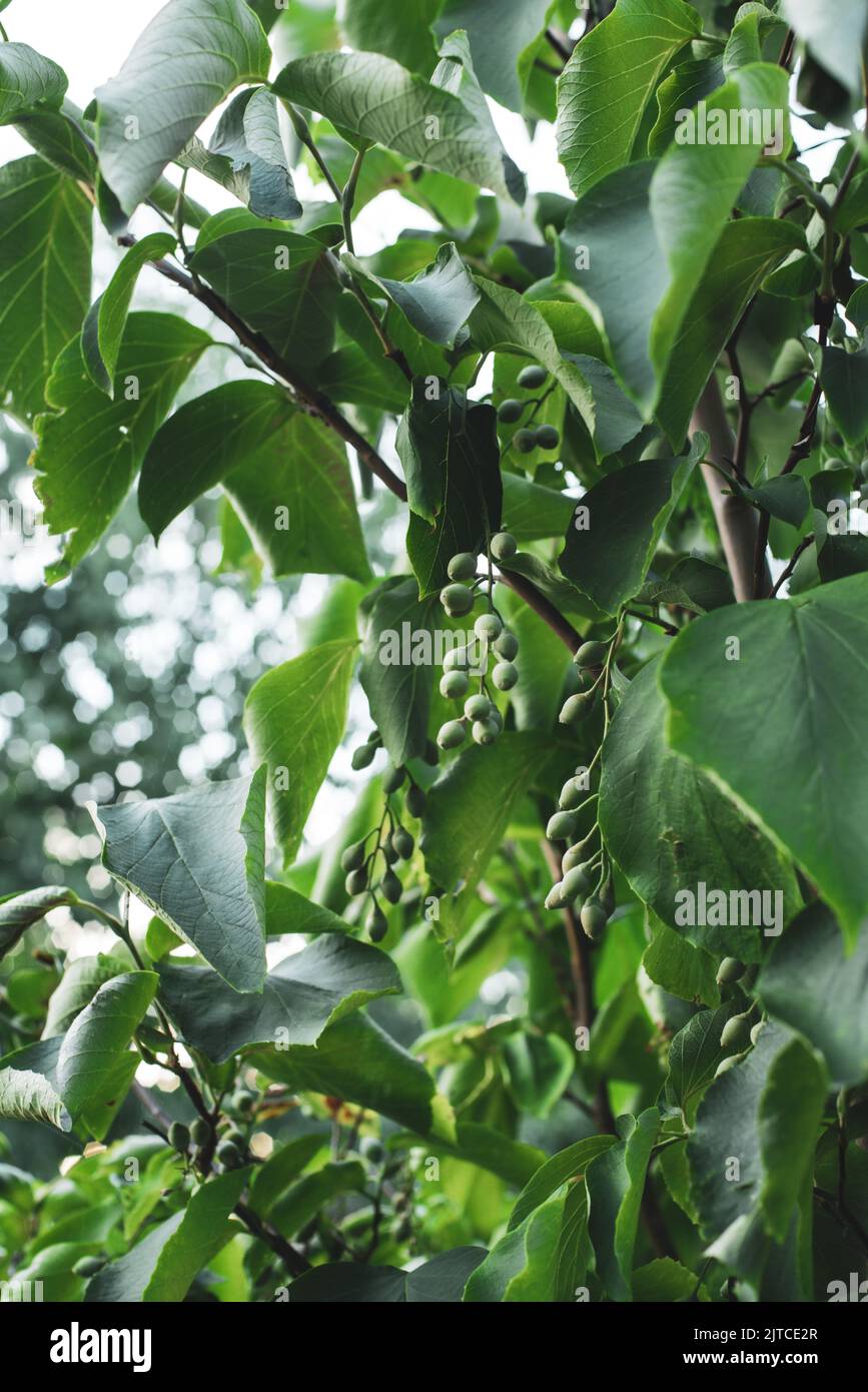 Fragrant Snowbell Tree (Styrax Obassia Stock Photo - Alamy