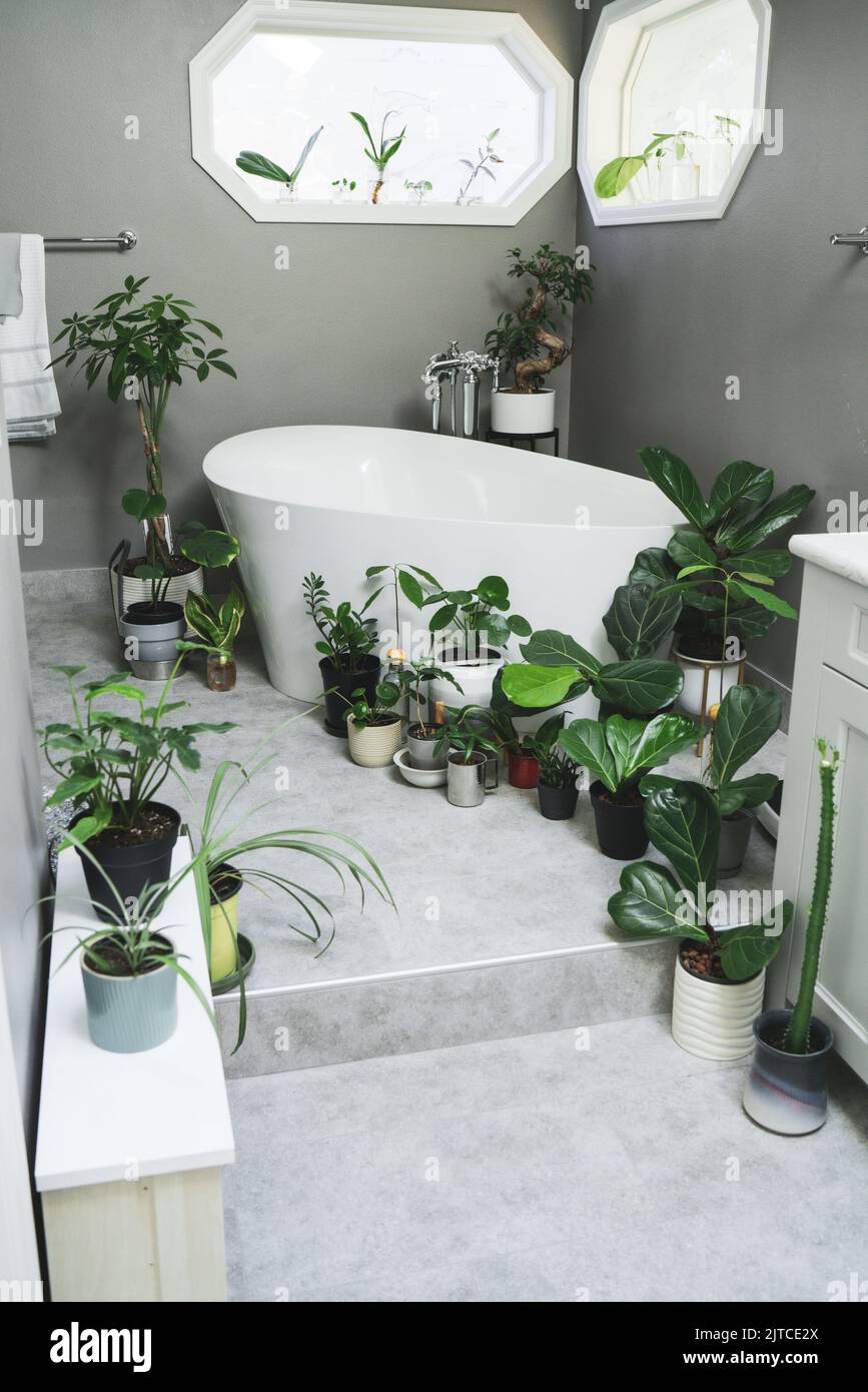 Bright bathroom filled with young houseplants Stock Photo