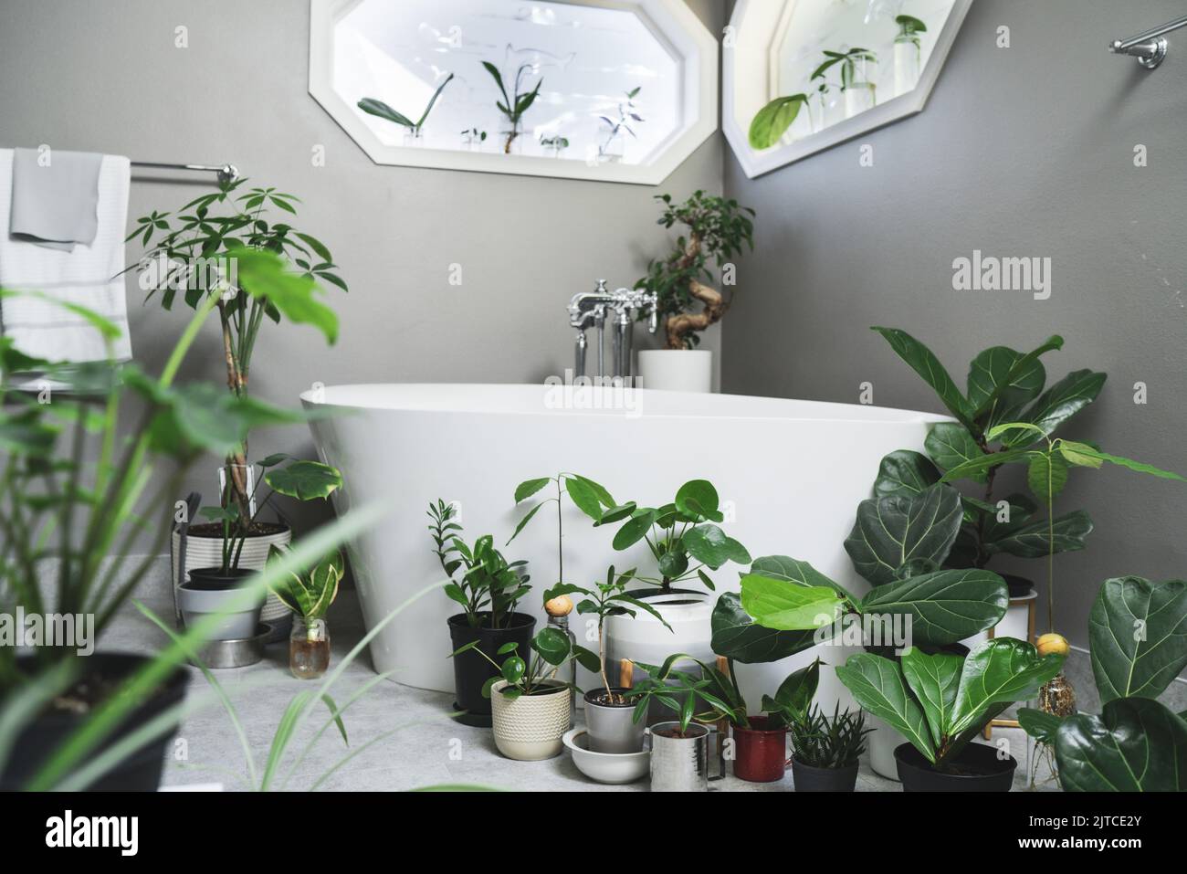 Snake plant bathroom hi-res stock photography and images - Alamy