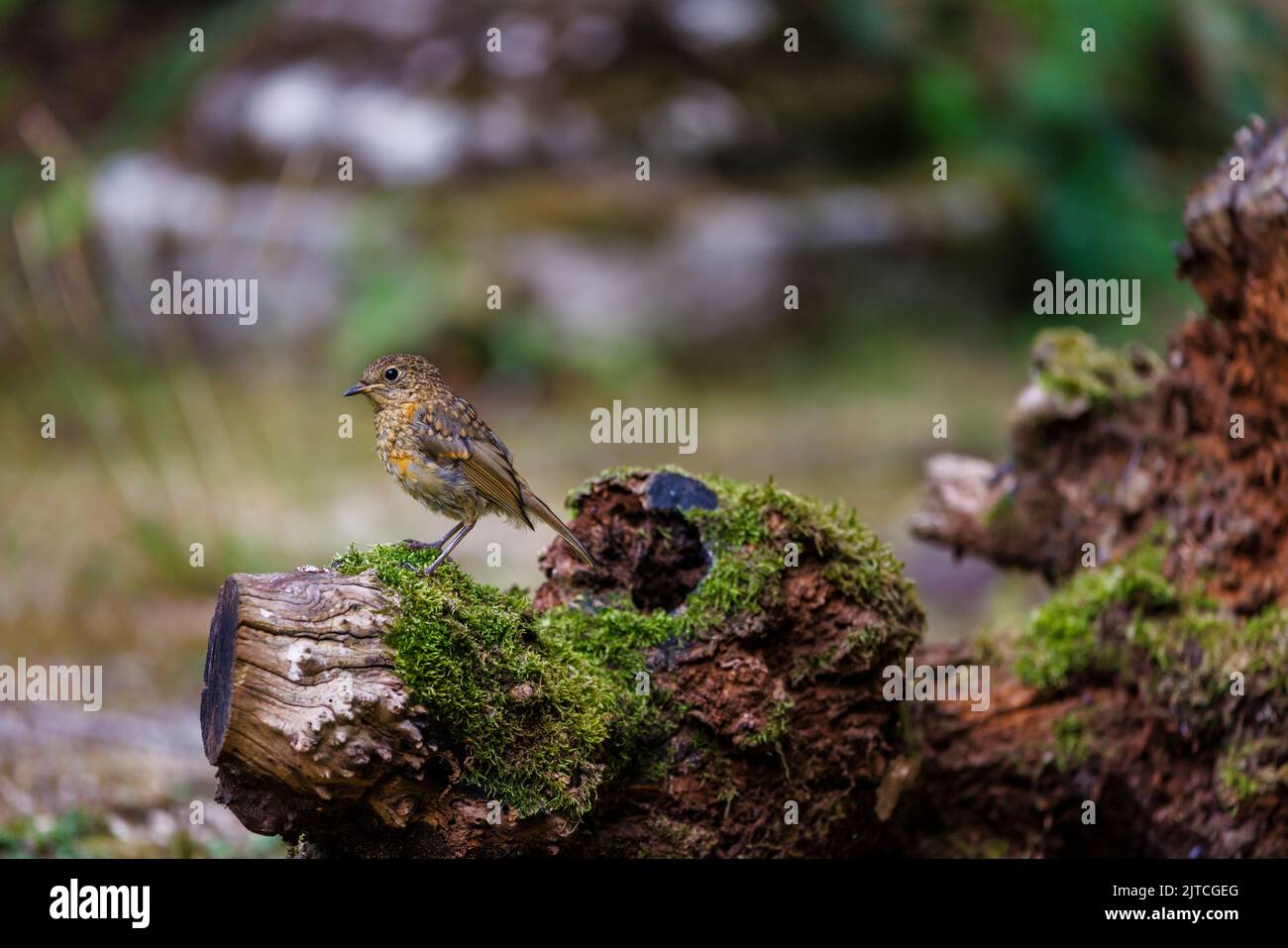A juvenile European robin (Erithacus rubecula) perching on a mossy log  in a garden in Surrey, south-east England in summer, lateral view Stock Photo