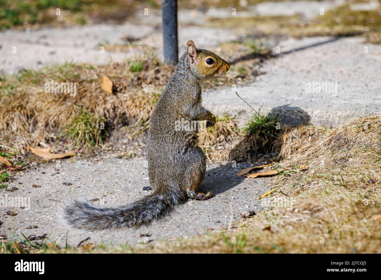 Grey Squirrel caught in a Humane Squirrel Trap Sciurus Carolinensis Surrey  UK Stock Photo - Alamy