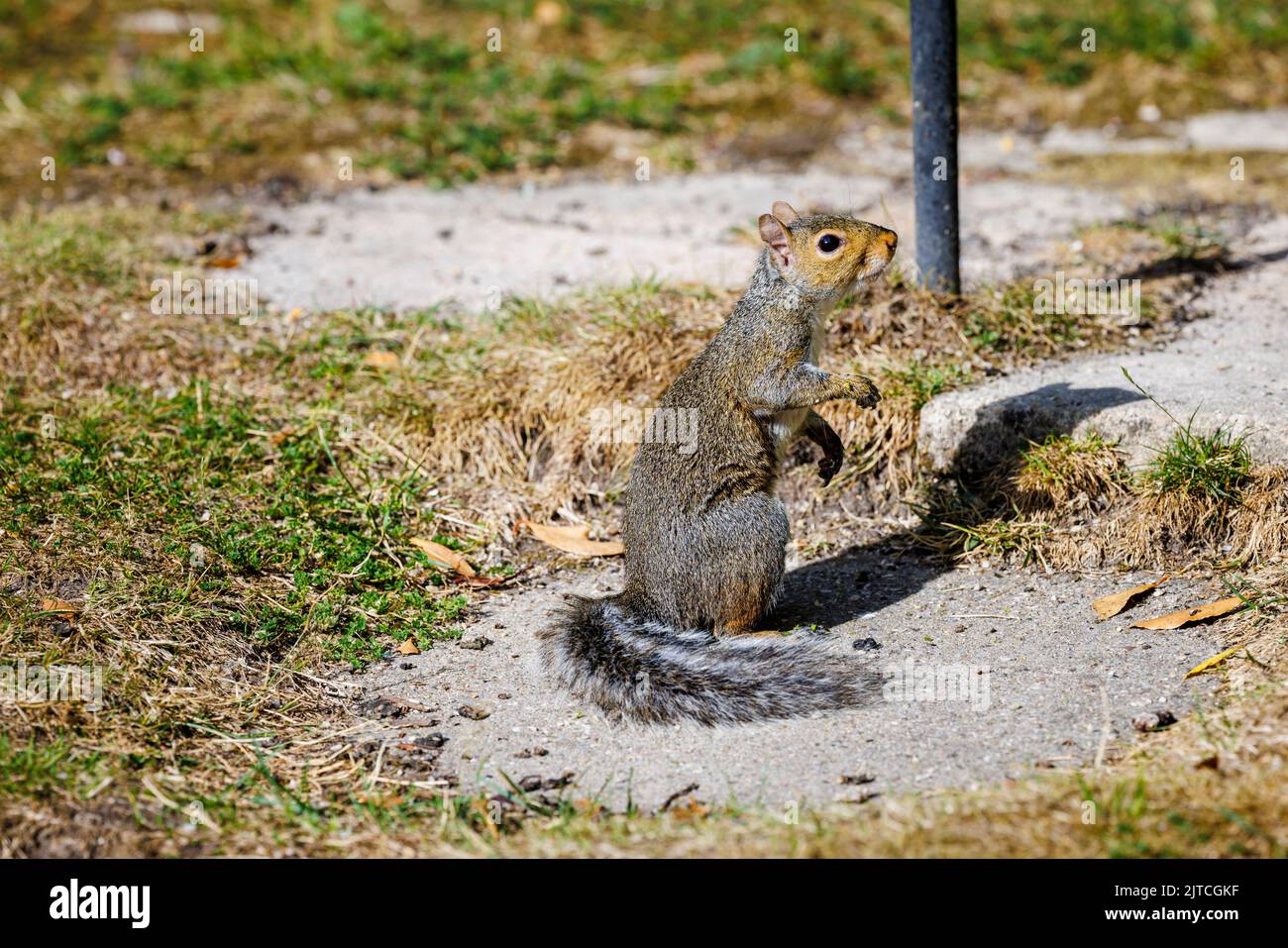 A grey squirrel, Sciurus carolinensis, sitting on its hindquarters on the ground in a garden in Surrey, south-east England, an invasive pest species Stock Photo