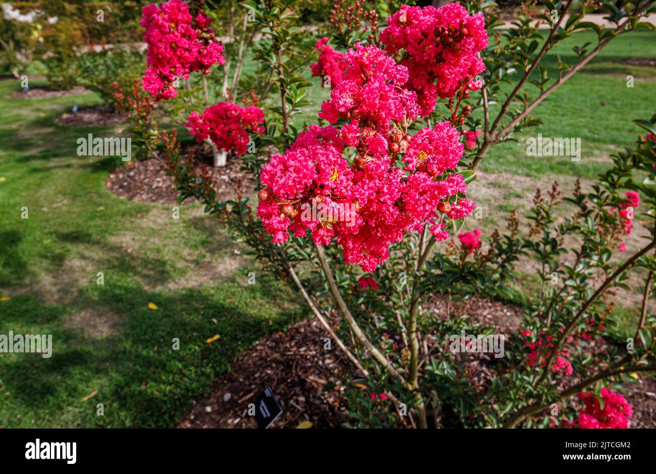 Red Lagerstroemia 'Tuscarora' or crape myrtle 'Tuscarora' with red to coral pink flowers in bloom at RHS Garden, Wisley in late summer to early autumn Stock Photo