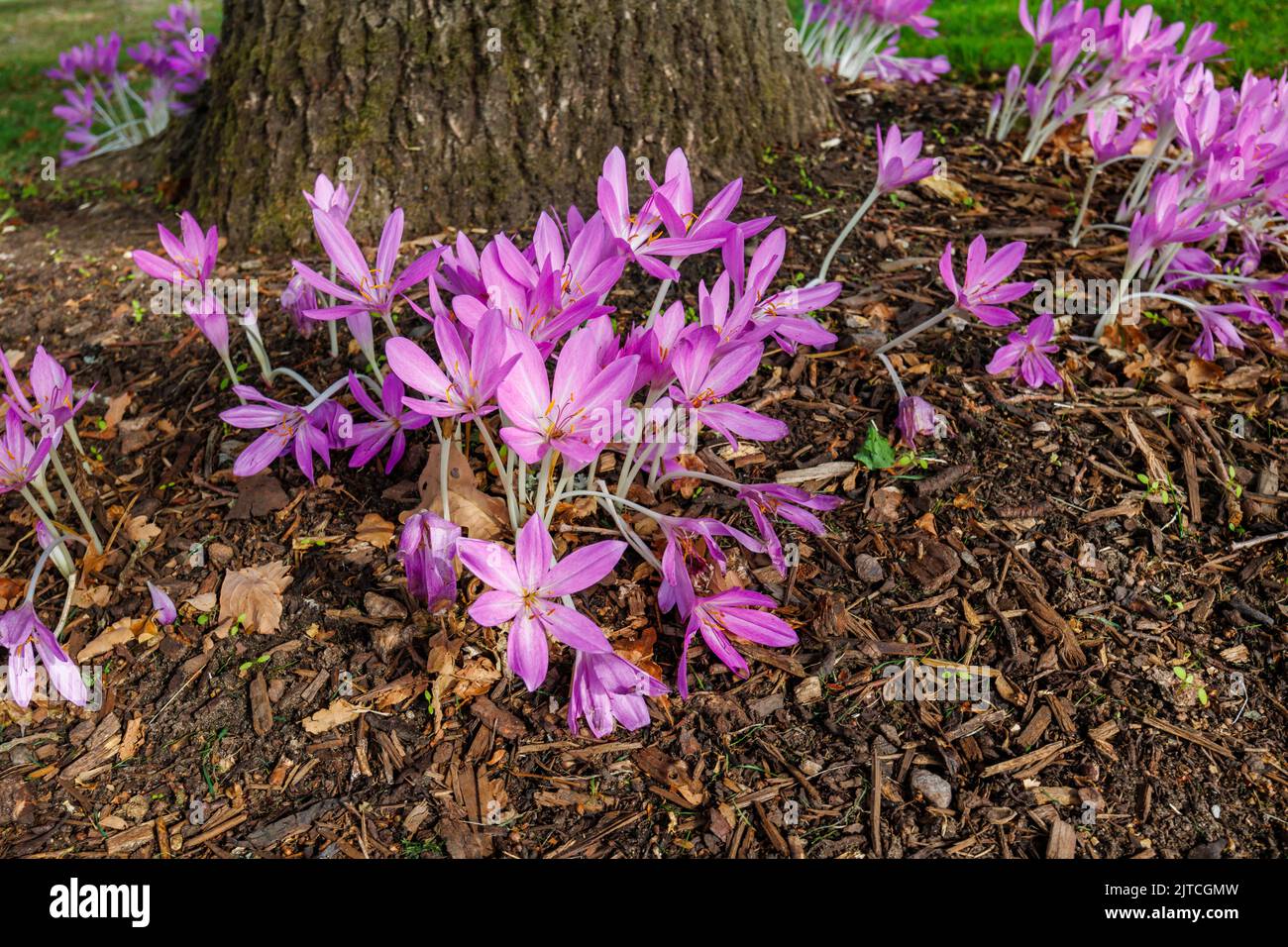 Delicate purple Colchicum giganteum 'Giant' (autumn crocus) in flower in late summer to early autumn in RHS Garden, Wisley, Surrey, south-east England Stock Photo