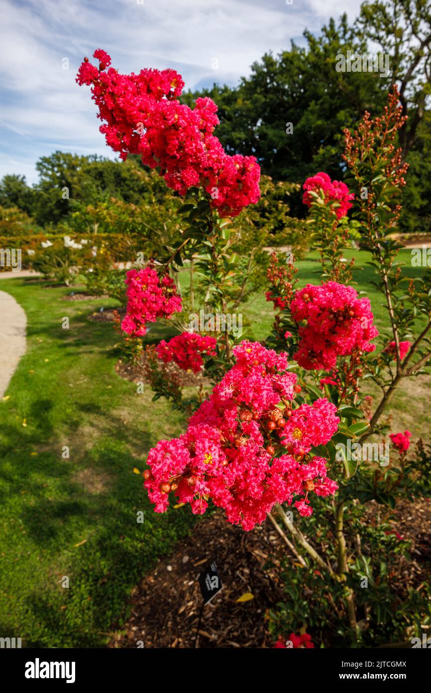 Red Lagerstroemia 'Tuscarora' or crape myrtle 'Tuscarora' with red to coral pink flowers in bloom at RHS Garden, Wisley in late summer to early autumn Stock Photo
