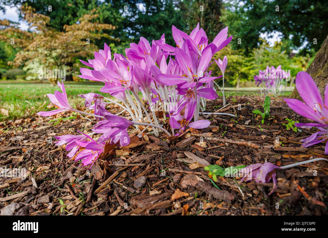 Delicate purple Colchicum giganteum 'Giant' (autumn crocus) in flower in late summer to early autumn in RHS Garden, Wisely, Surrey, south-east England Stock Photo