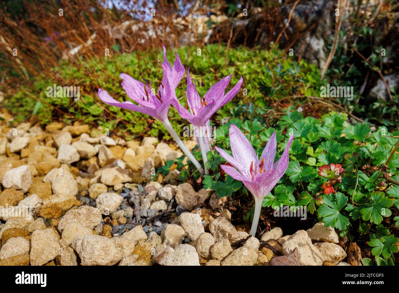 Delicate purple Colchicum agrippinum (autumn crocus) in flower in late summer to early autumn  in RHS Garden, Wisley, Surrey, south-east England Stock Photo