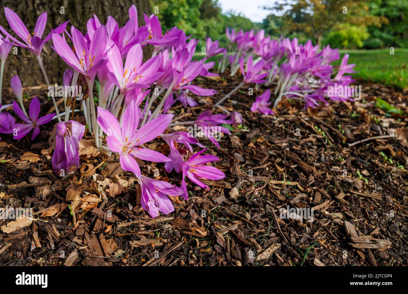 Delicate purple Colchicum giganteum 'Giant' (autumn crocus) in flower in late summer to early autumn in RHS Garden, Wisley, Surrey, south-east England Stock Photo