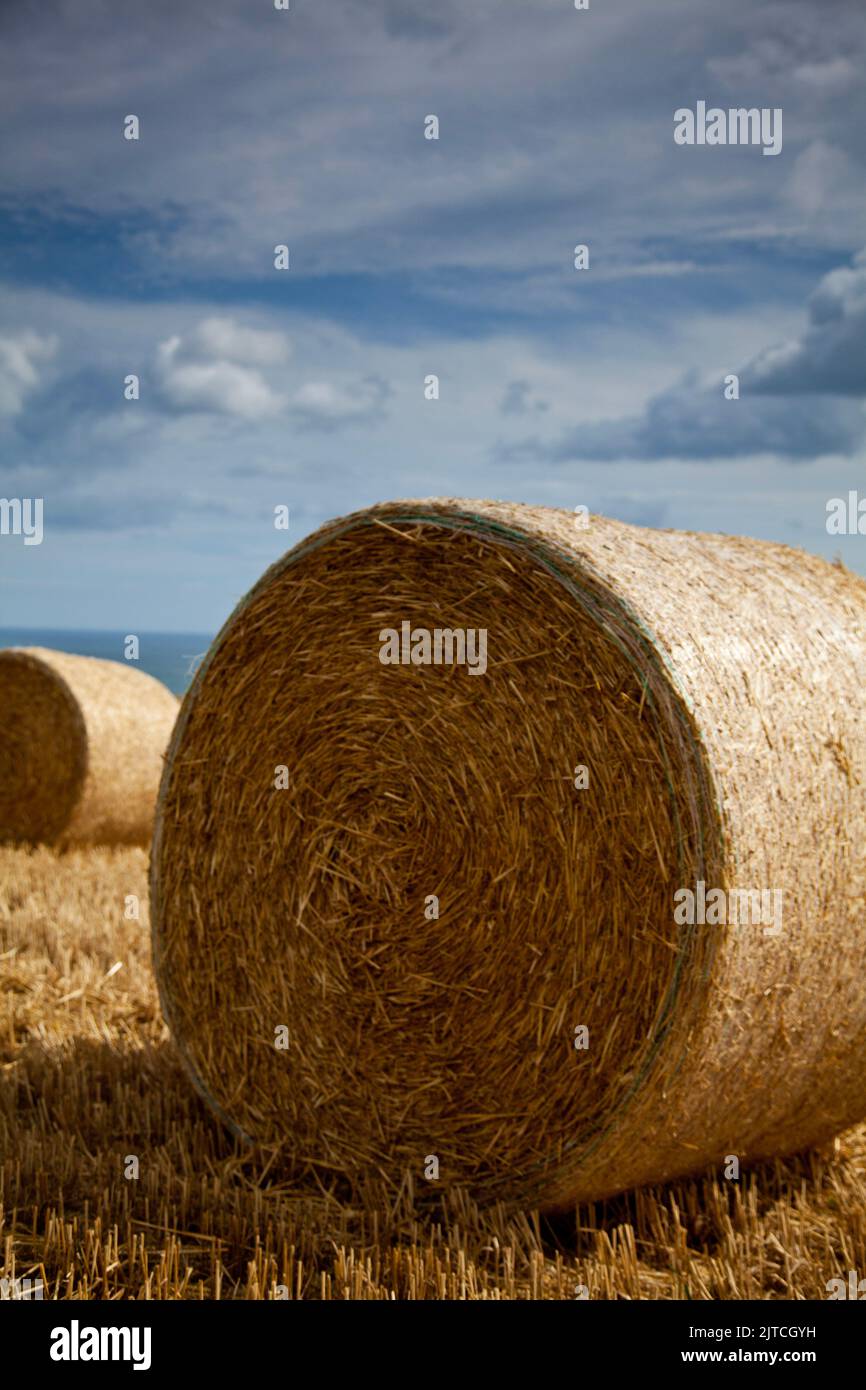 Straw hale bales in a field by Staithes in North Yorkshire Stock Photo
