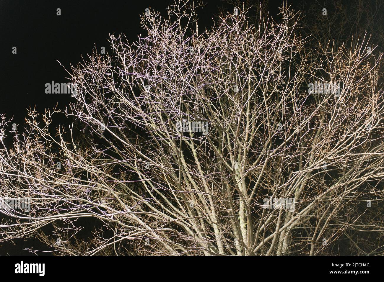 Illuminated Bare Tree Branches at Night Stock Photo