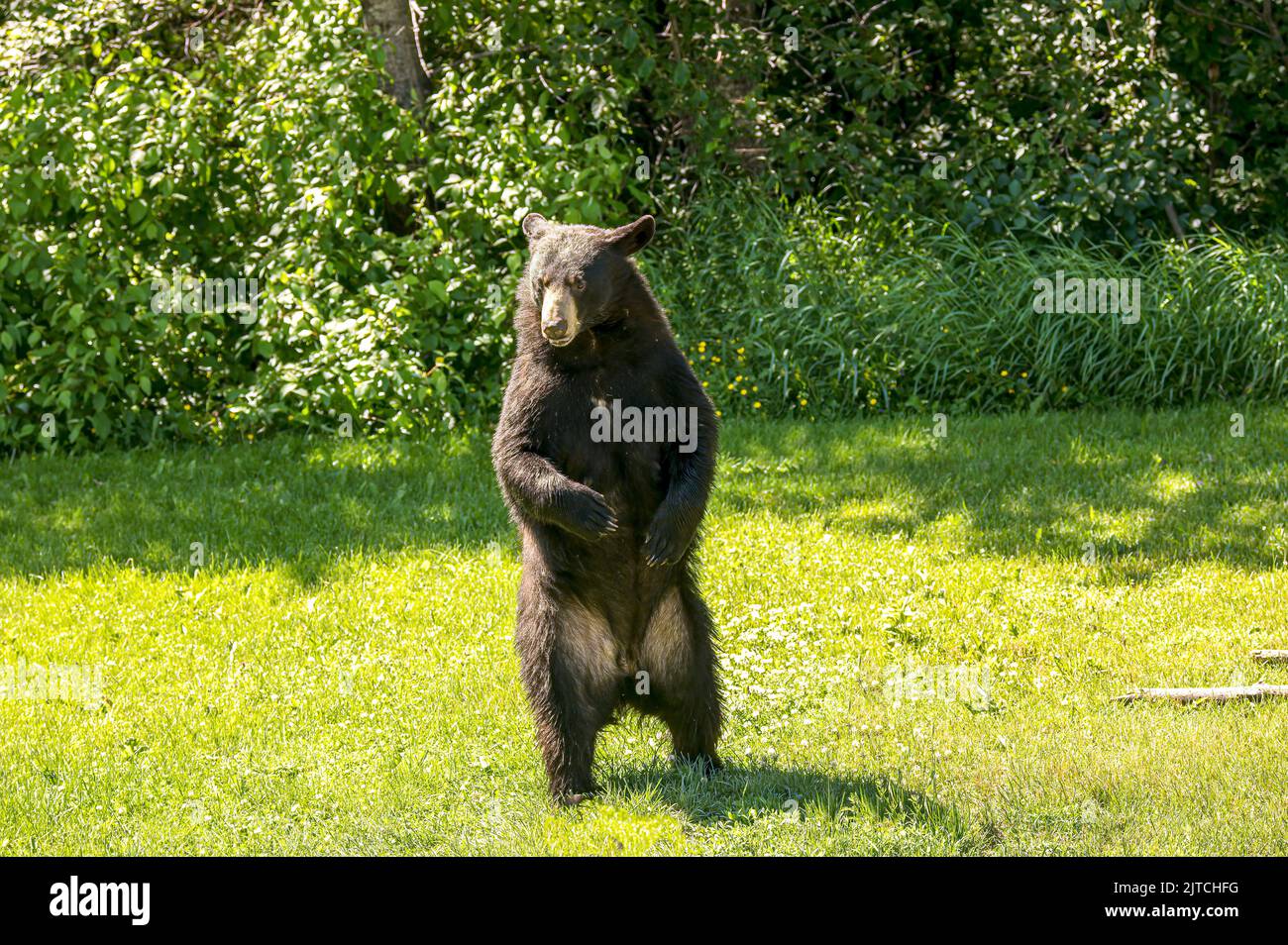 black bear standing on legs Stock Photo - Alamy