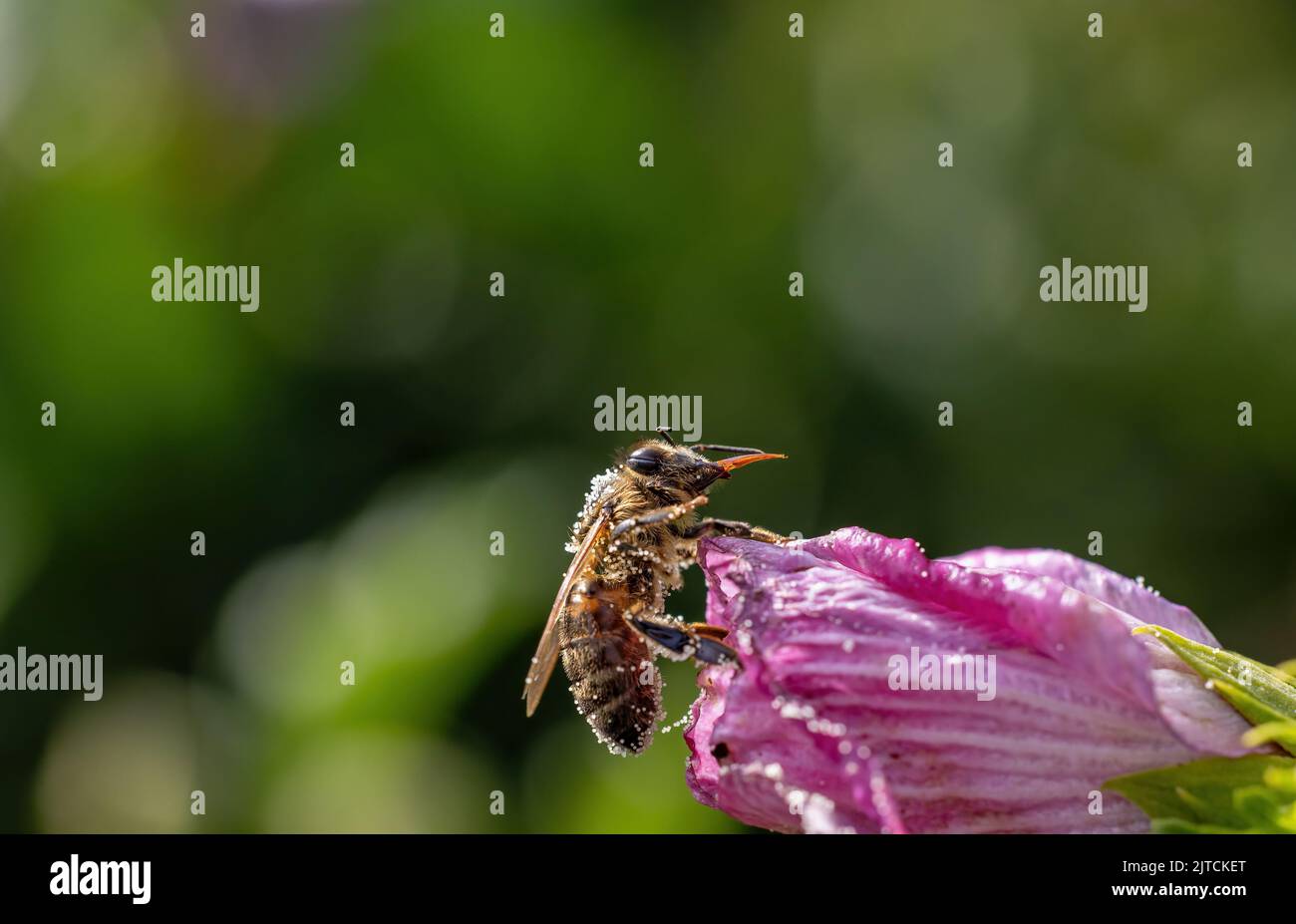 Macro photo of honey bee with the sucker extended on Hibiscus flower