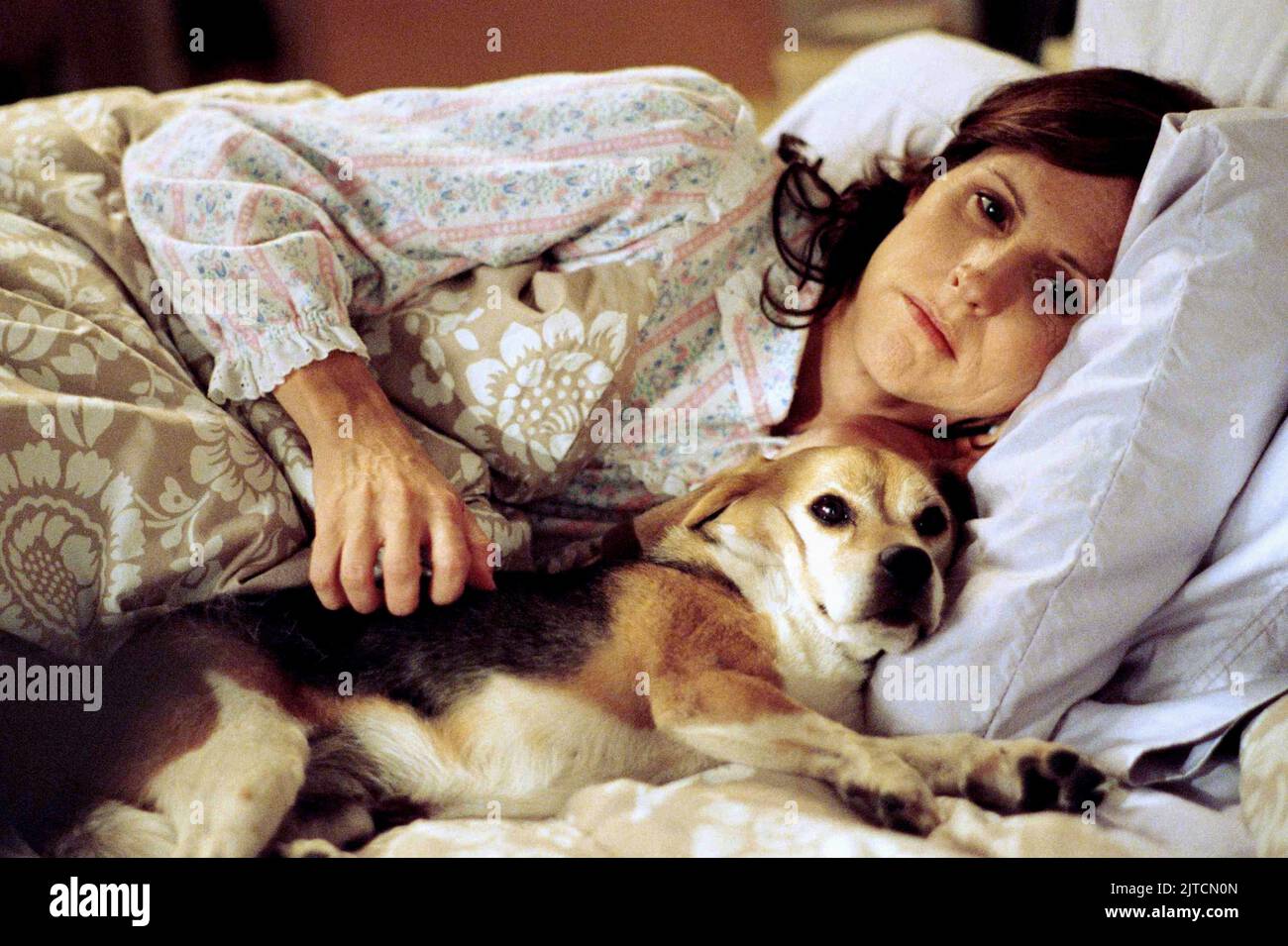 MOLLY SHANNON, PENCIL THE DOG, YEAR OF THE DOG, 2007 Stock Photo - Alamy