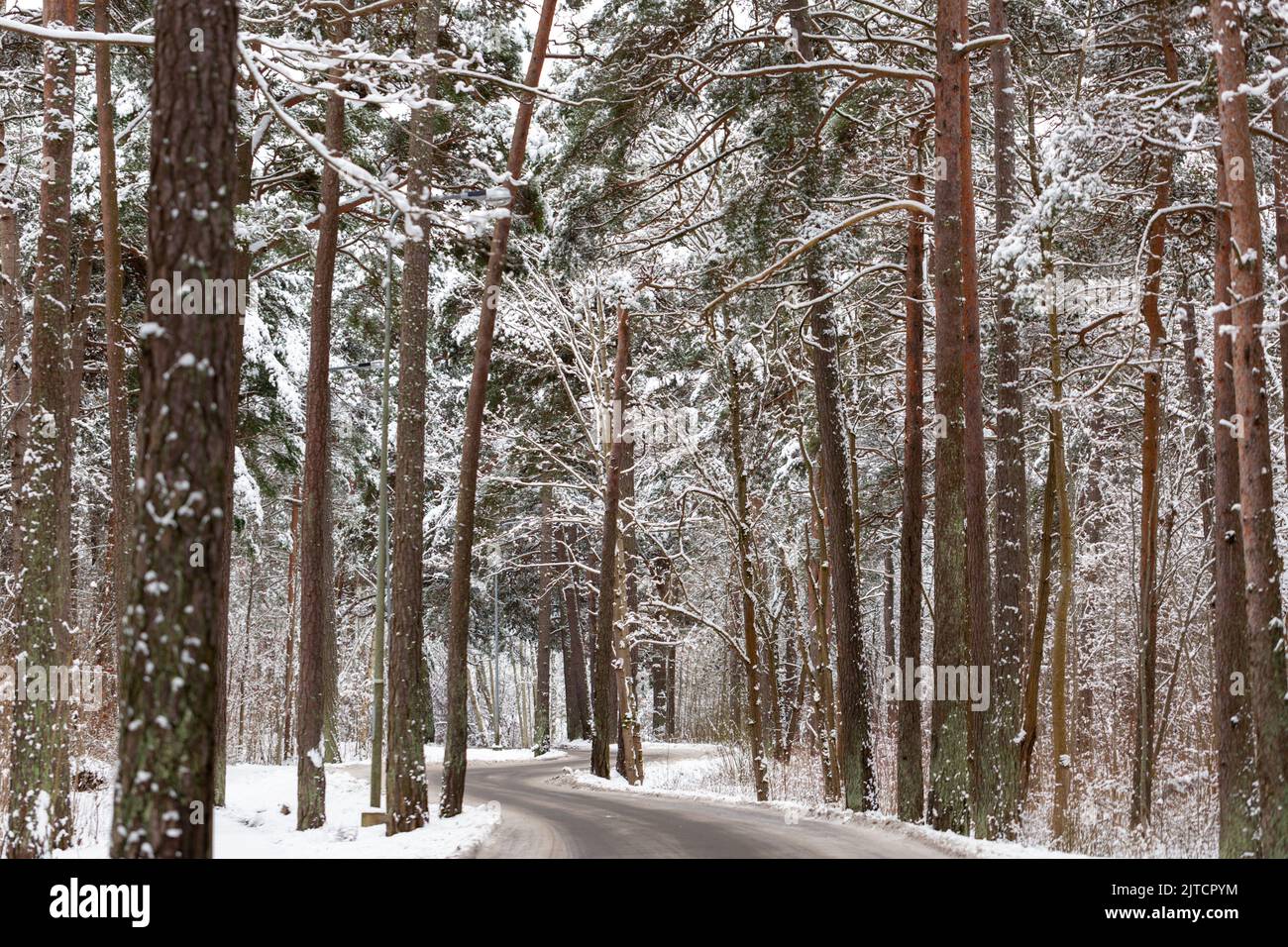 Road in snowy pine forest hi-res stock photography and images - Alamy