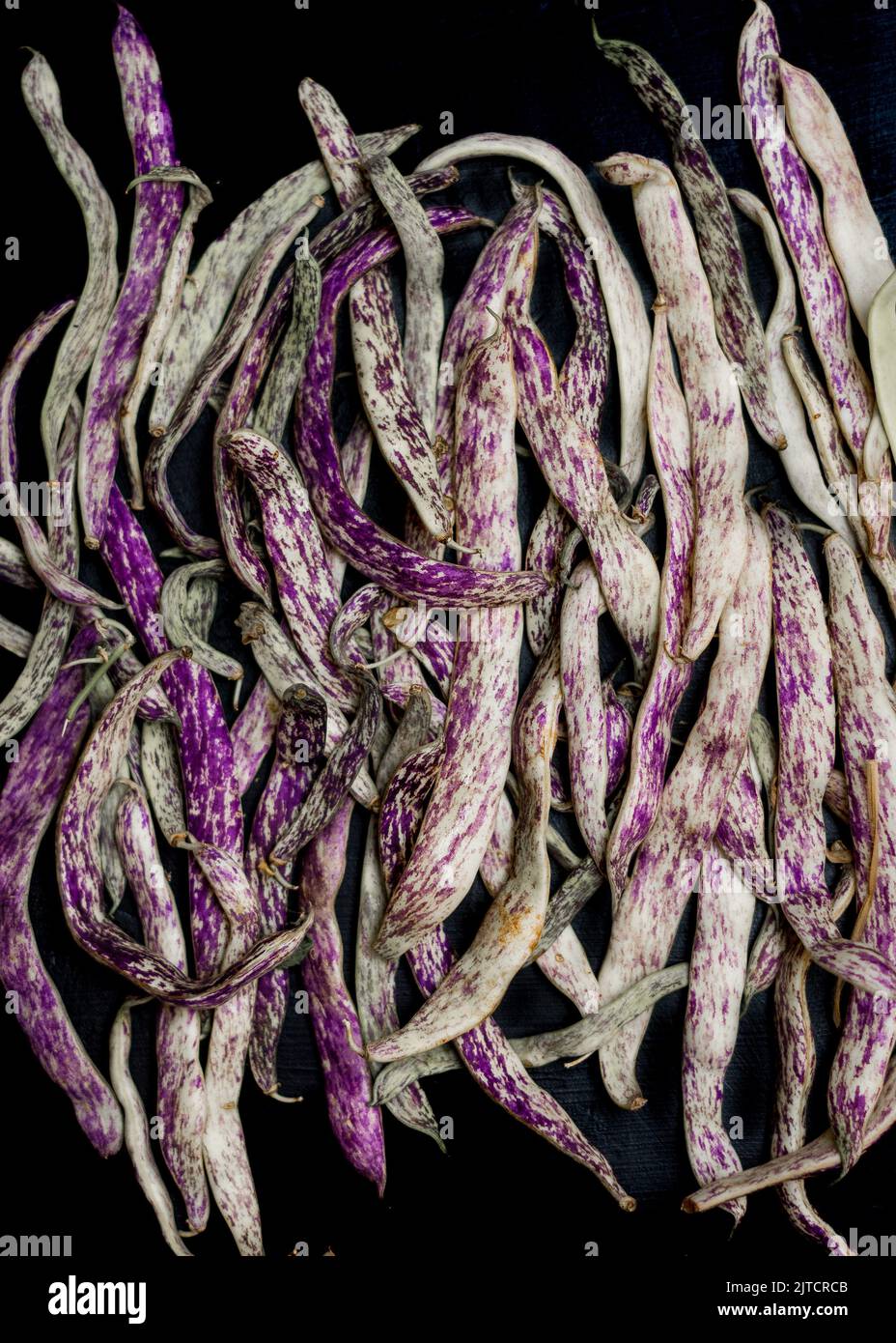 Dragon's Tongue Beans Stock Photo Alamy