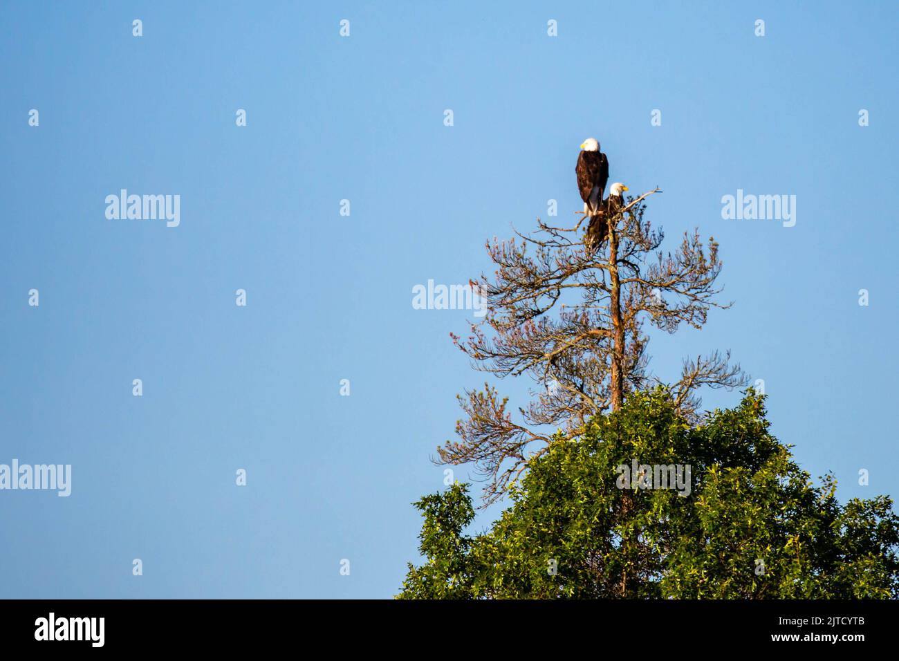 Two adult bald eagles (Haliaeetus leucocephalus) perched on a branch with copy space, horizontal Stock Photo