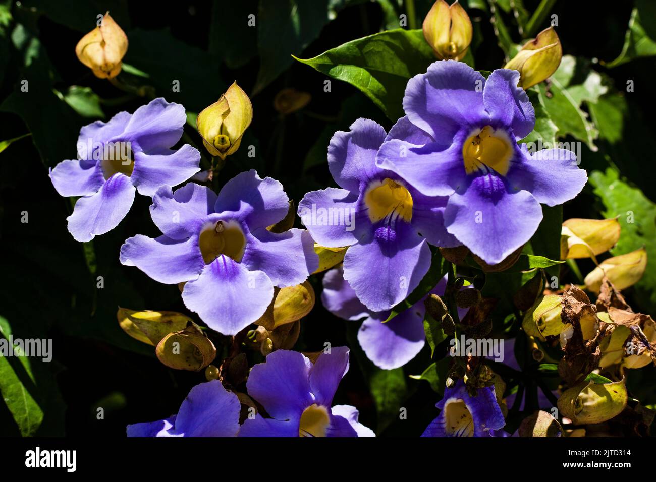 Beautiful purple flowers - thunbergia grandiflora Stock Photo