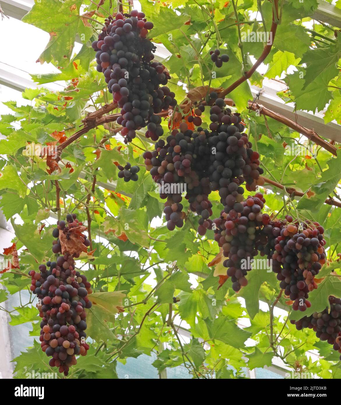 Hothouse grown black grapes, Grappenhall Walled Garden, Grappenhall Heys, Warrington, Cheshire, England, UK Stock Photo