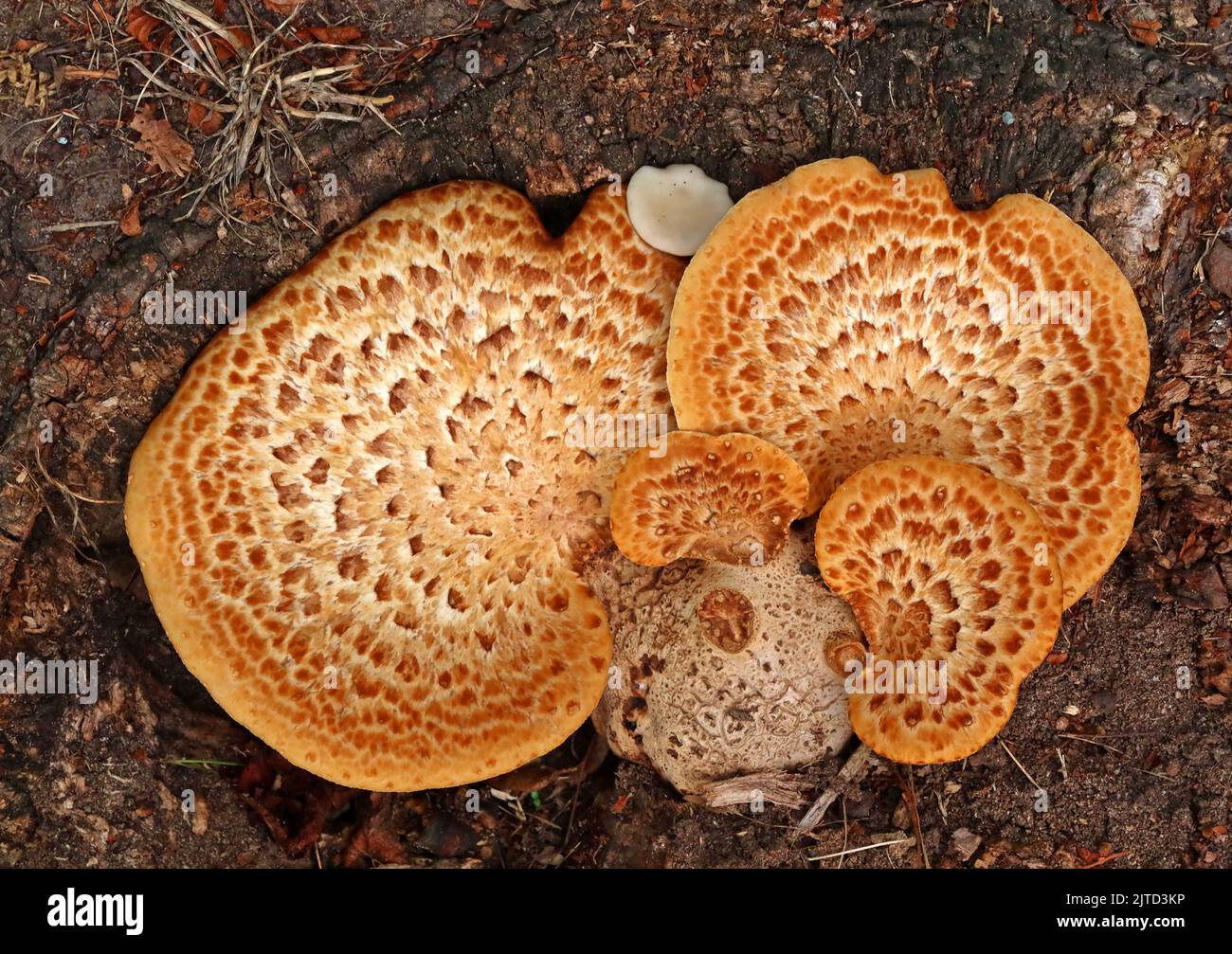 Bracket shelf fungus, growing on recently chopped down tree, Cheshire, England, UK - circular fruiting bodies, conks Stock Photo
