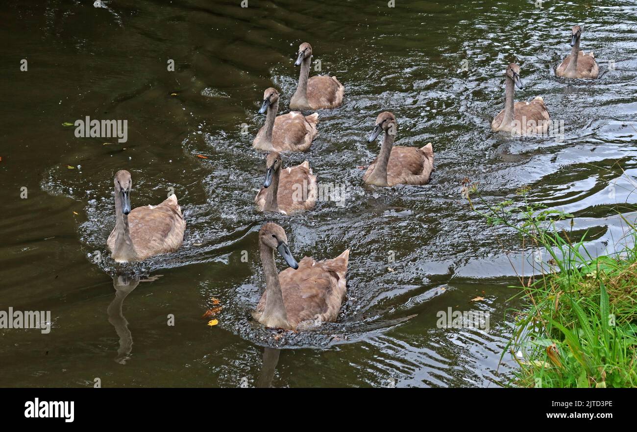 Recently hatched signets on the Bridgewater Canal with parent swans, in Grappenhall, Warrington, Cheshire, England, UK, WA4 2ED Stock Photo