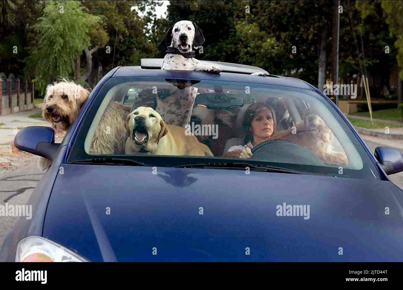 MOLLY SHANNON, YEAR OF THE DOG, 2007 Stock Photo - Alamy