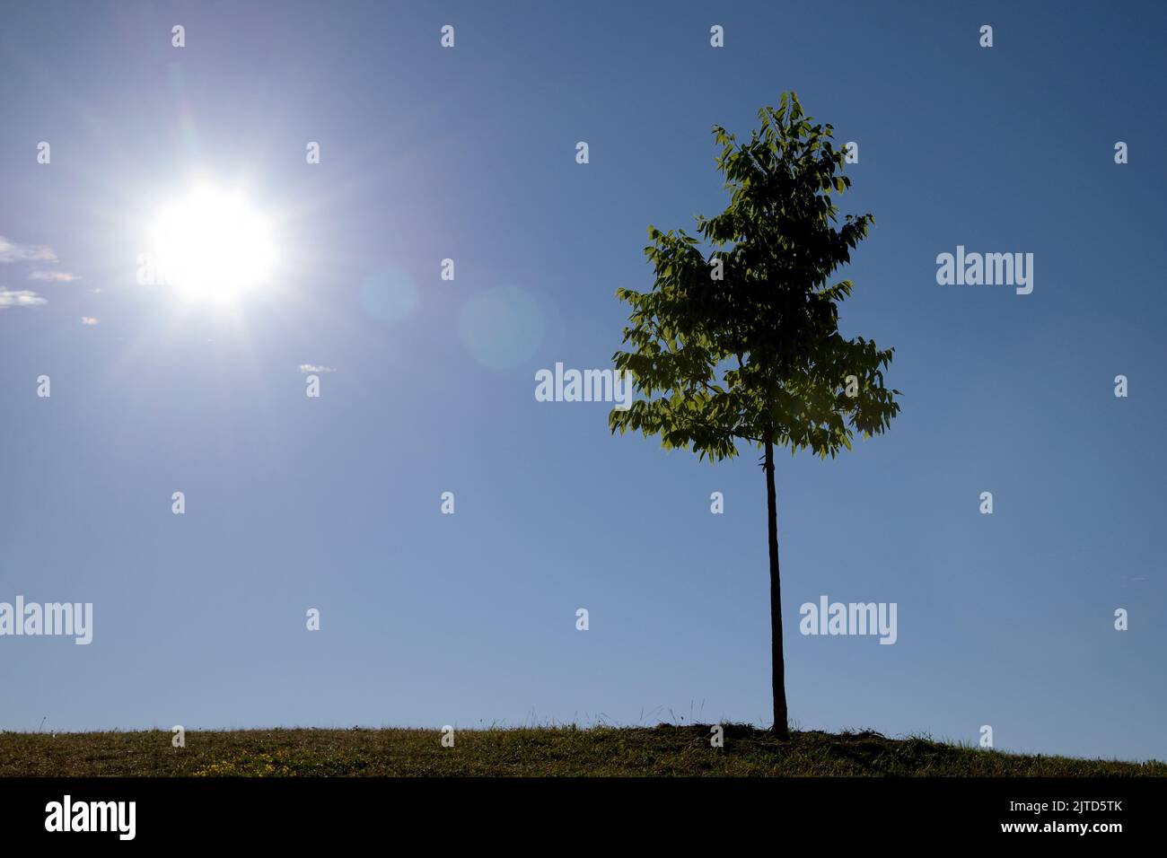 Lonely maple tree isolated in the hill with lens flare. perfect as ...