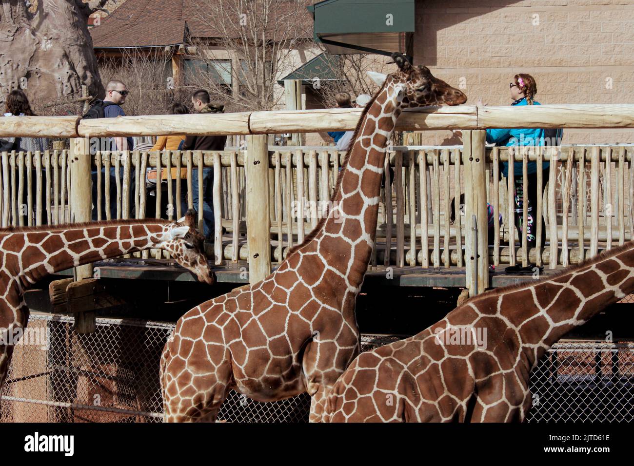 Giraffe at Cheyenne Mountain Zoo next to fence Stock Photo