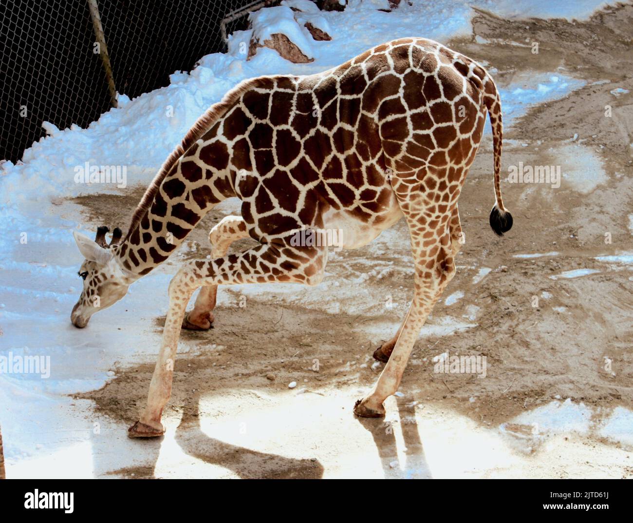 Giraffe Eating Snow at Zoo Stock Photo