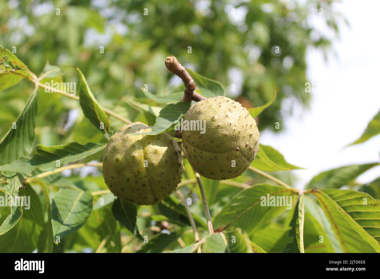 Ohio buckeye nuts at Blackwell Forest Preserve in Warrenville, Illinois Stock Photo