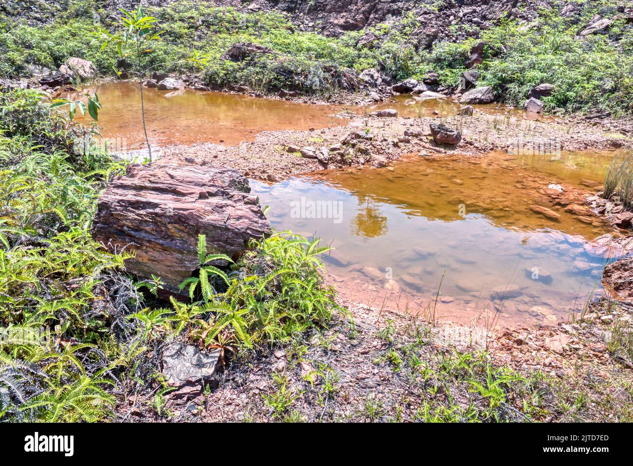 Vegetation Around The Abandoned Mining Pond Stock Photo Alamy