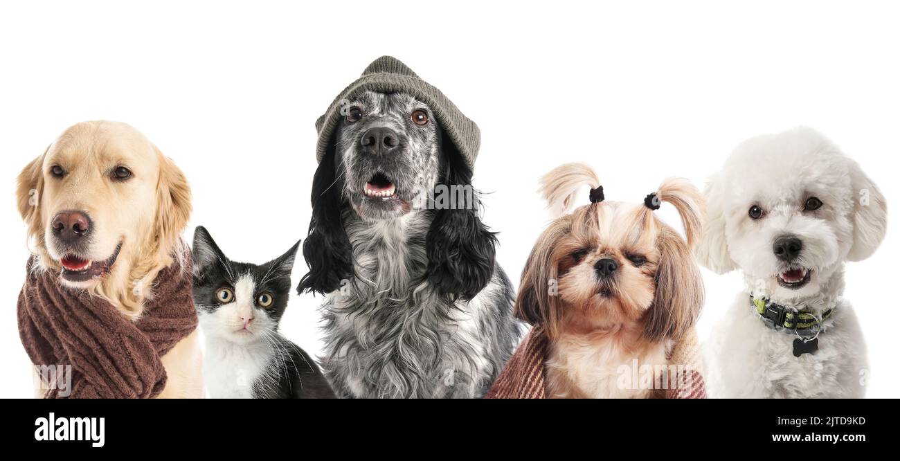Set of cute animals on white background Stock Photo - Alamy