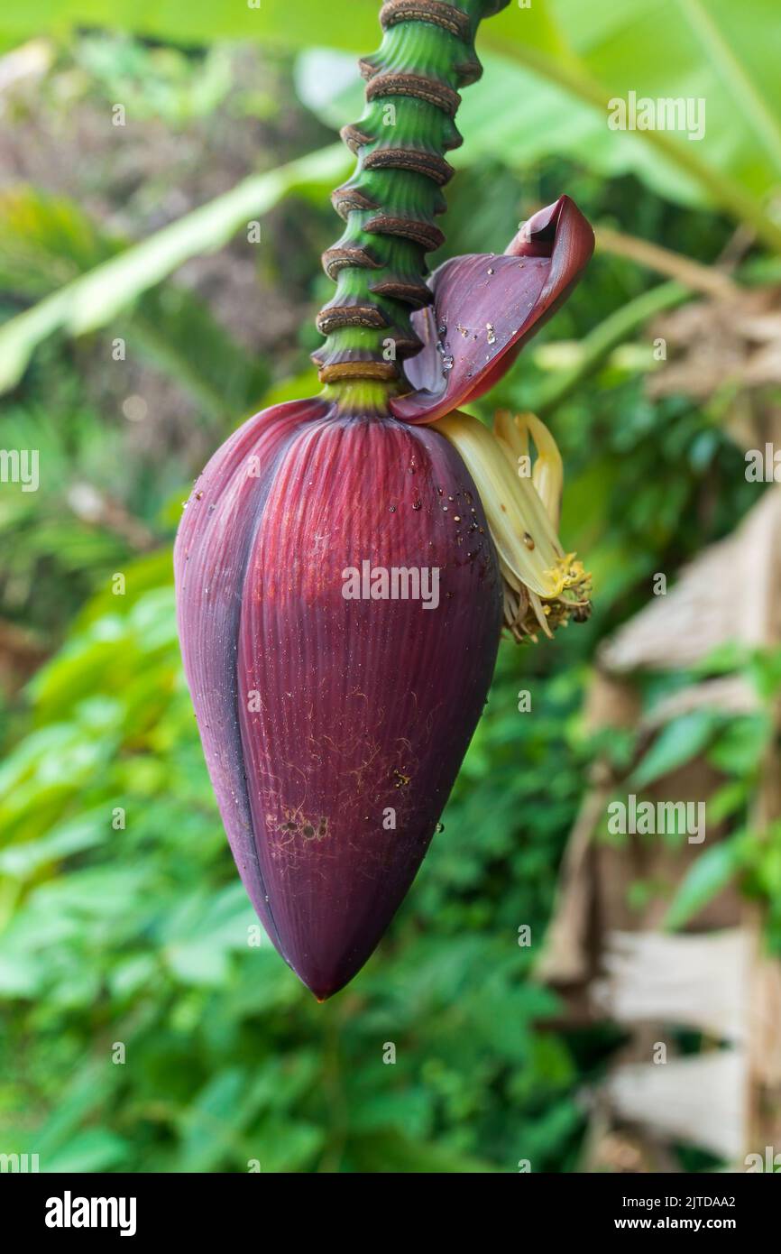 The flower of the Banana tree Stock Photo - Alamy