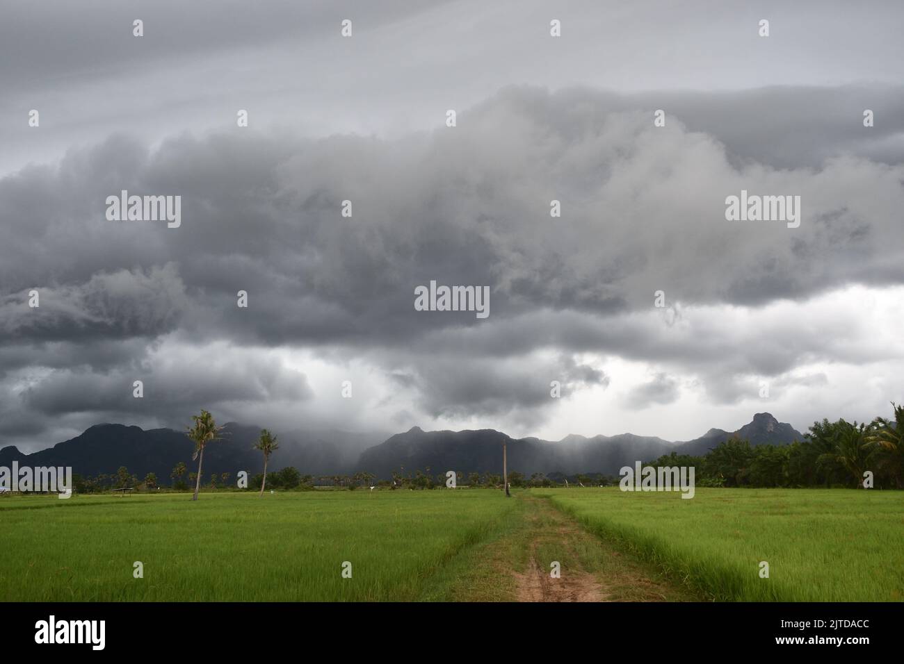 Gray Cumulonimbus cloud formations on sky above mountain, Nimbus moving with rice field, Appearance of rain cloud, Meadow plant green while rain fall Stock Photo