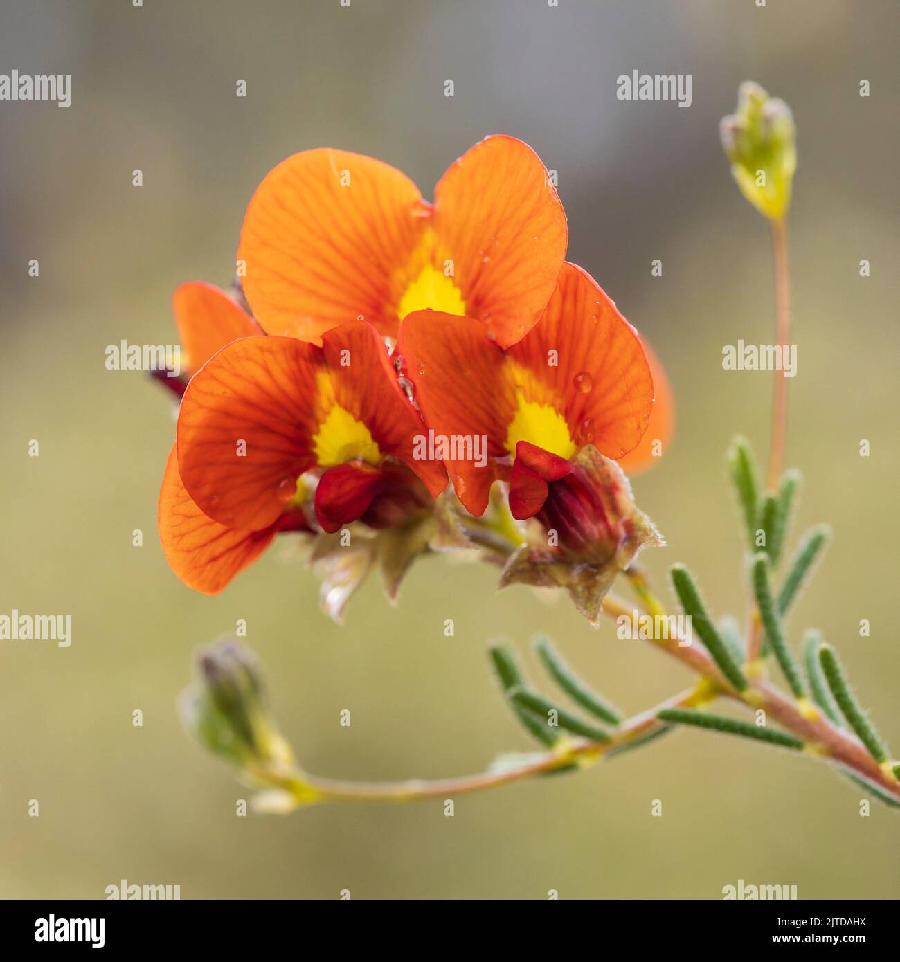 The red and yellow flowers of the Australian native shrub known as the Red Parrot Pea (Dillwynia
