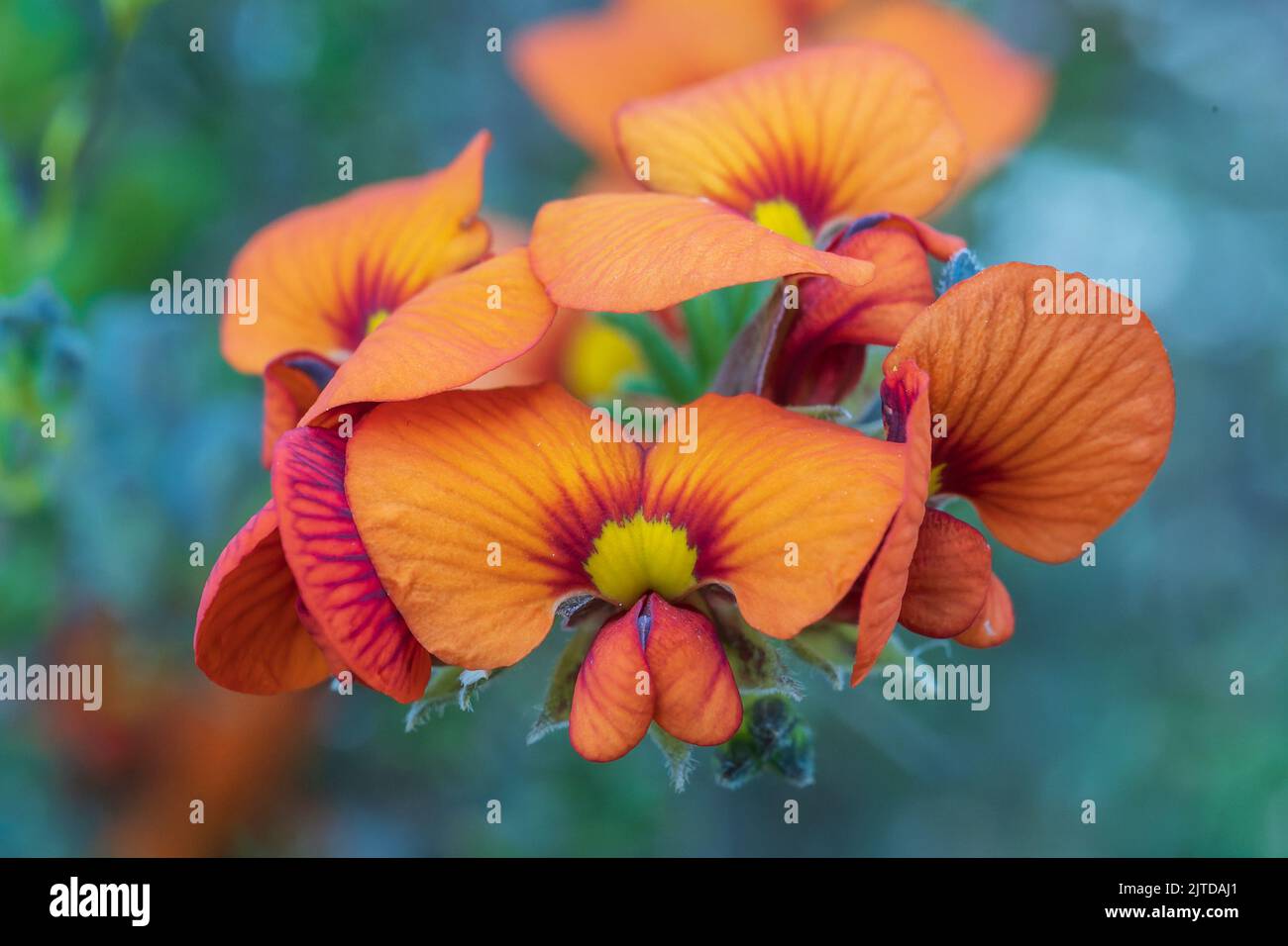 The red and yellow flowers of the Australian native shrub known as the Red Parrot Pea (Dillwynia
