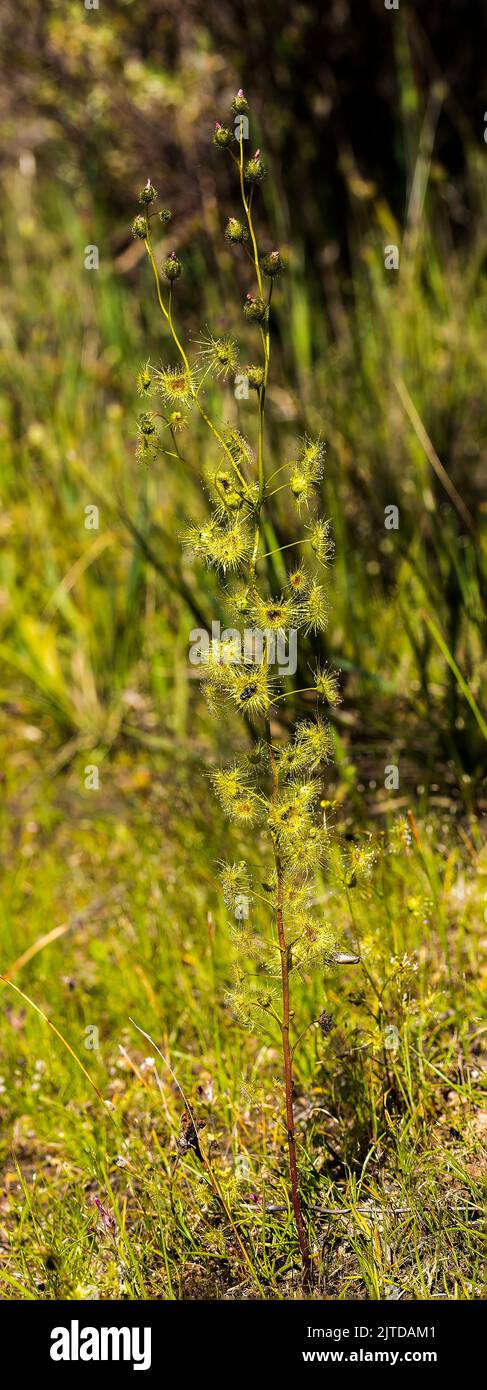 Tall Sundew (Drosera peltata). An Australian native carnivorous plant where the leaves have sticky insect catching hairs Stock Photo