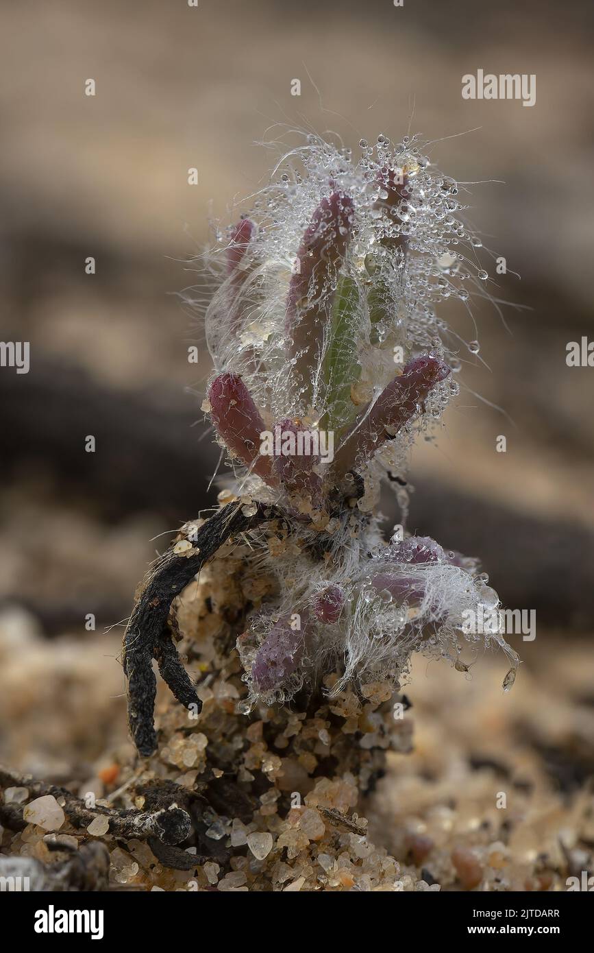 A short hairy Australian native succulent known as the Hairy Saltbush (Sclerochlamys brachypteris) Stock Photo