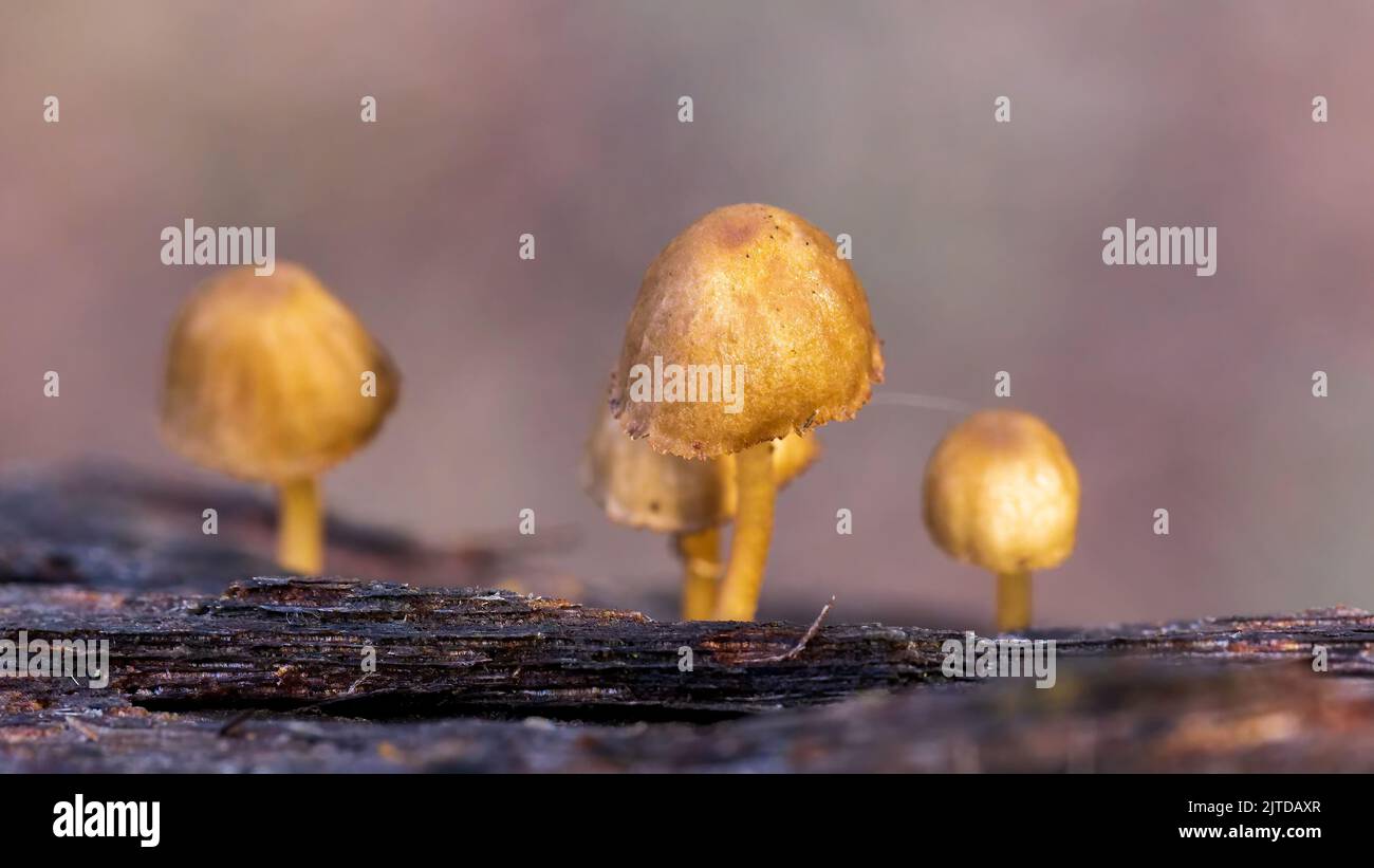 A small delicate conical mushroom of the Mycena species of fungi Stock Photo