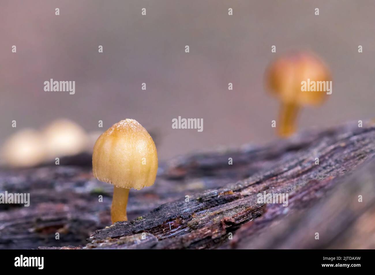 A small delicate conical mushroom of the Mycena species of fungi Stock Photo