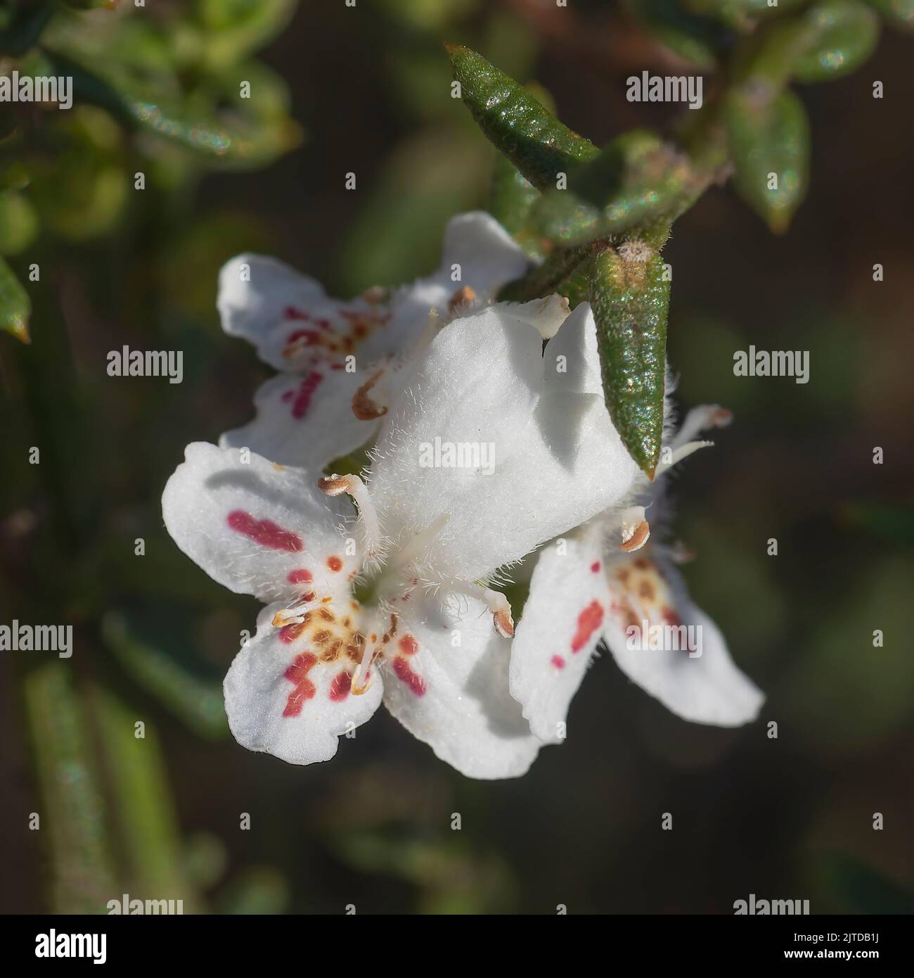 The white flowers of the the Australian native shrub known as Stiff Westringia (Westringia rigida) Stock Photo