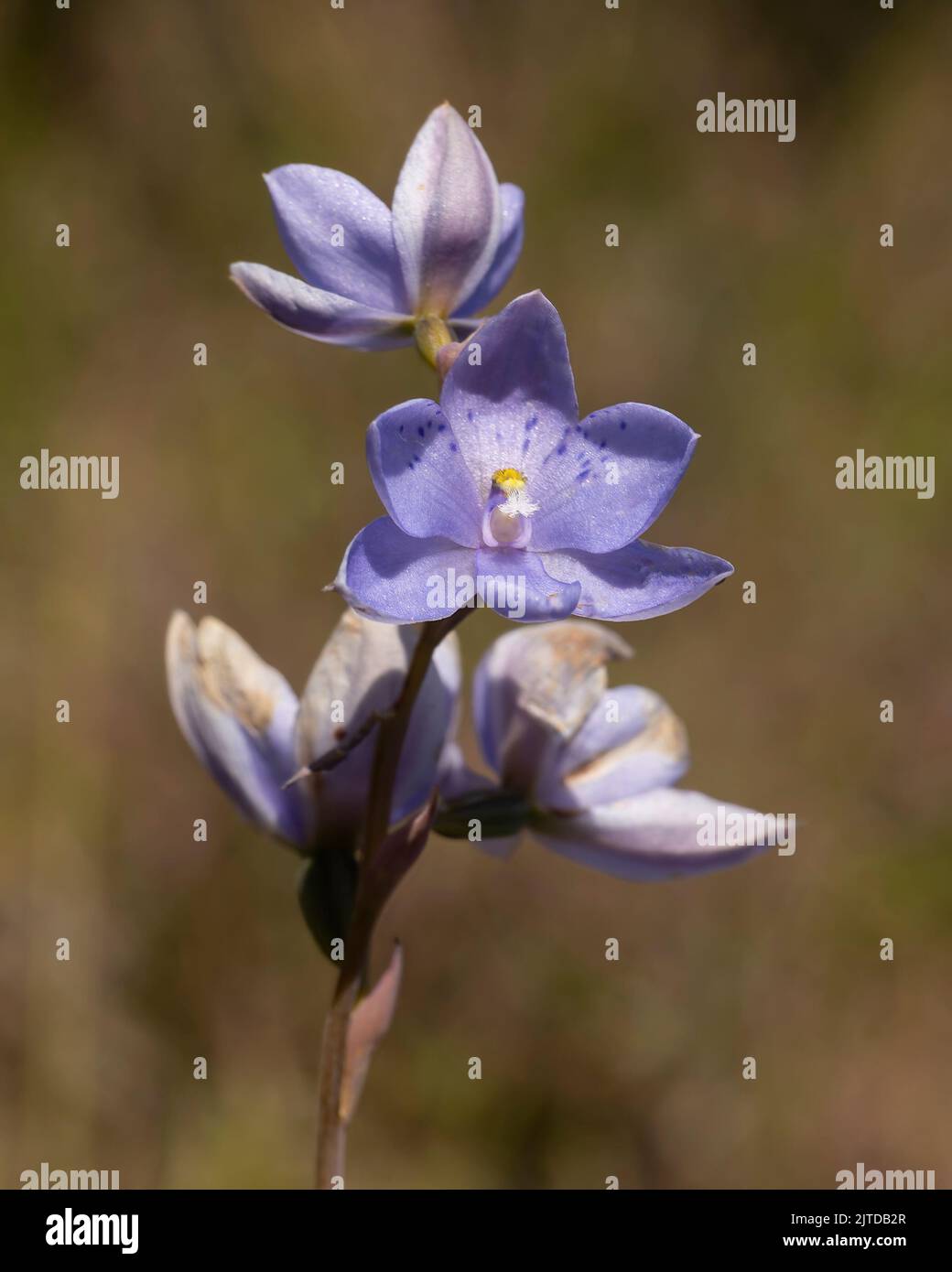 The Spotted Sun Orchid (Thelymitra ixioides) has blue to purple flowers usually with small, dark blue spots Stock Photo