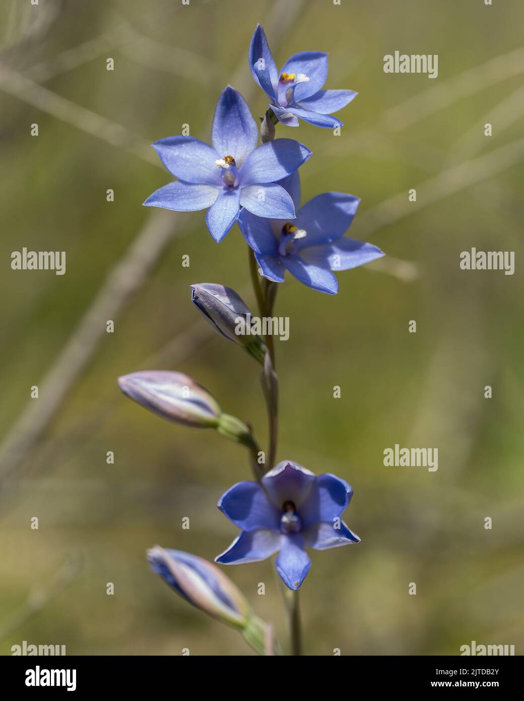 The dark blue to purplish flowers of the native orchid endemic to eastern Australia known as the Plain (Scented) Sun-orchid (Thelymitra nuda) Stock Photo