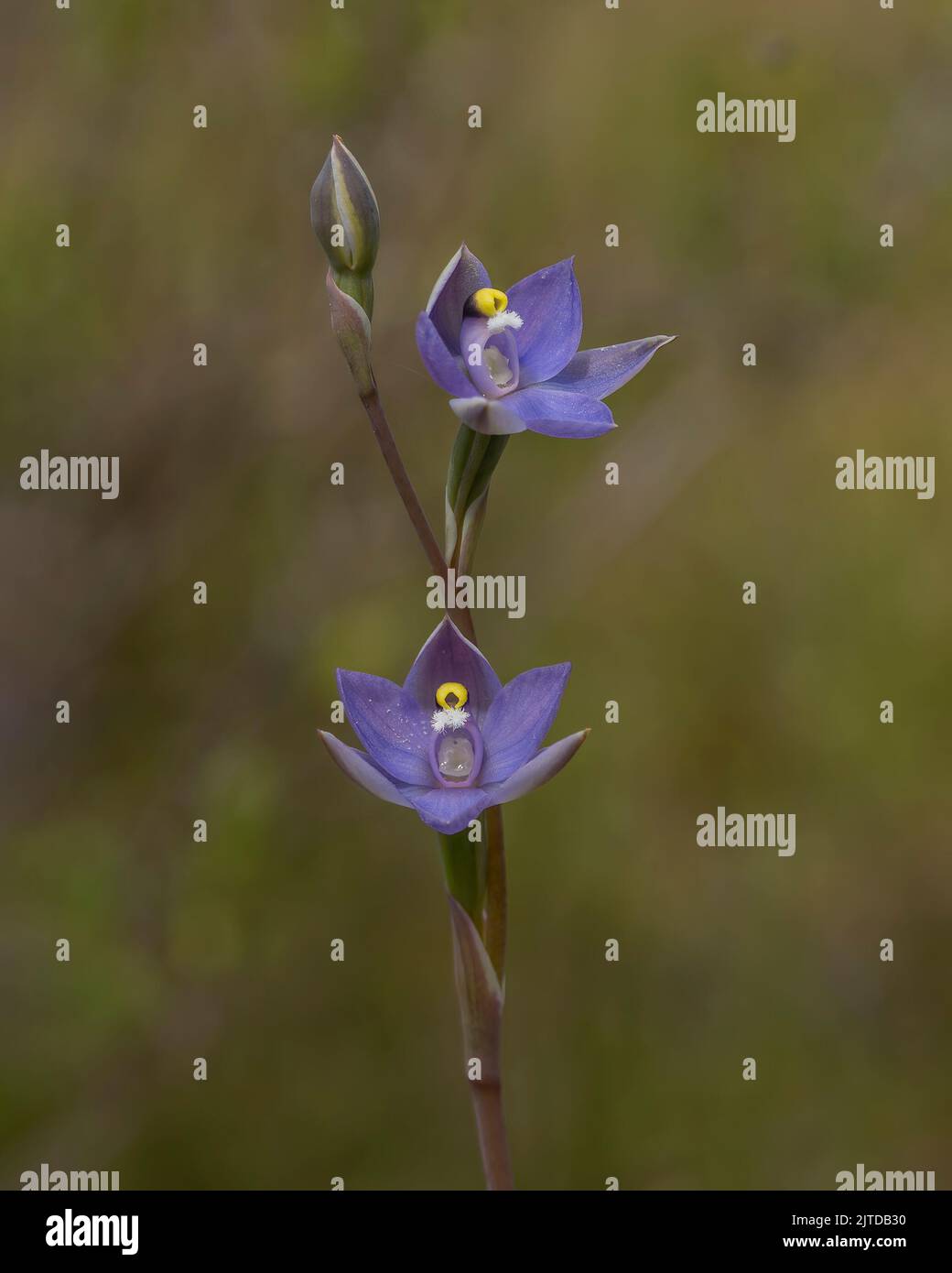 The dark blue to purplish flowers of the native orchid endemic to eastern Australia known as the Plain (Scented) Sun-orchid (Thelymitra nuda) Stock Photo